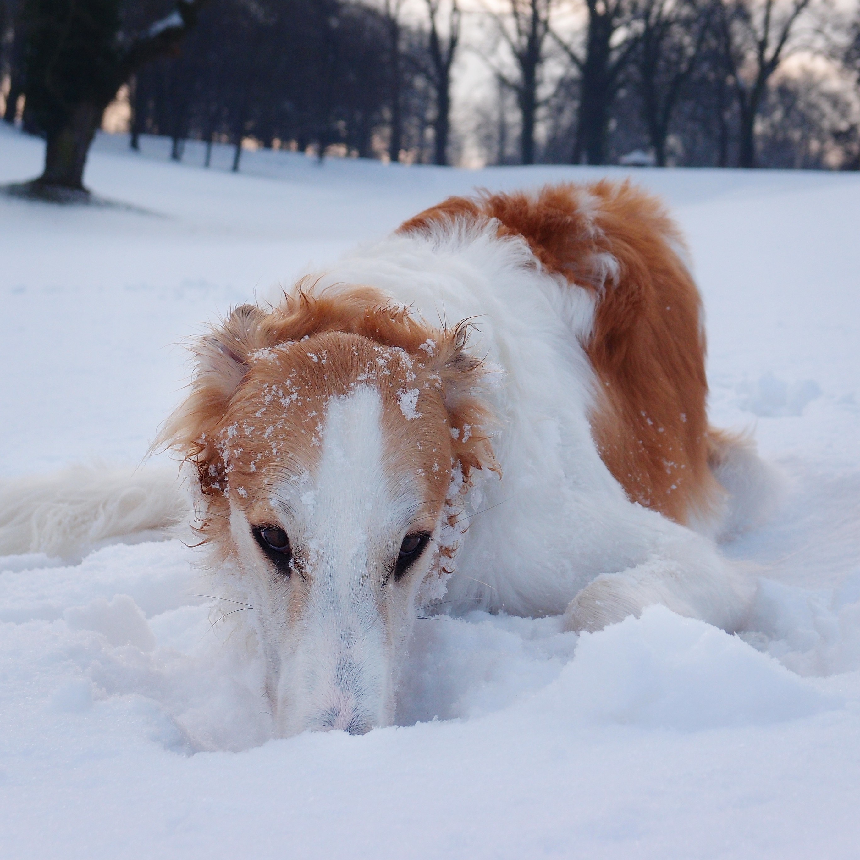 hound, playing, domestic, animal themes, day, mammal, land, dog, pets, winter, canine, nature, borzoi, domestic animals, cold temperature, 2K, vertebrate, Phone HD Wallpaper