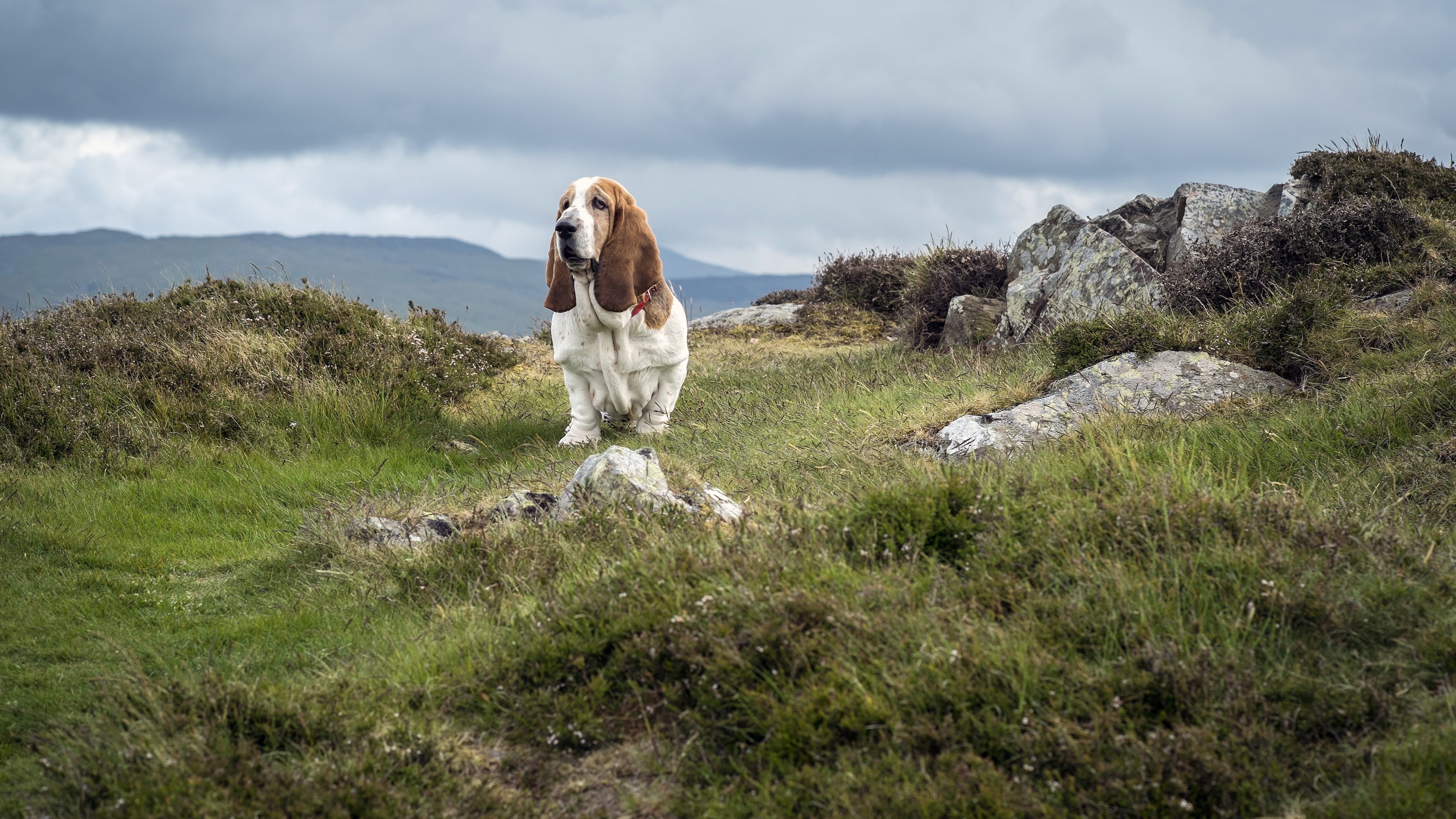 domestic, canine, nature, vertebrate, day, solid, one animal, 4K, land, field, grass, rock - object, no people, plant, animal, mammal, pets, basset hound dog image, HD Wallpaper