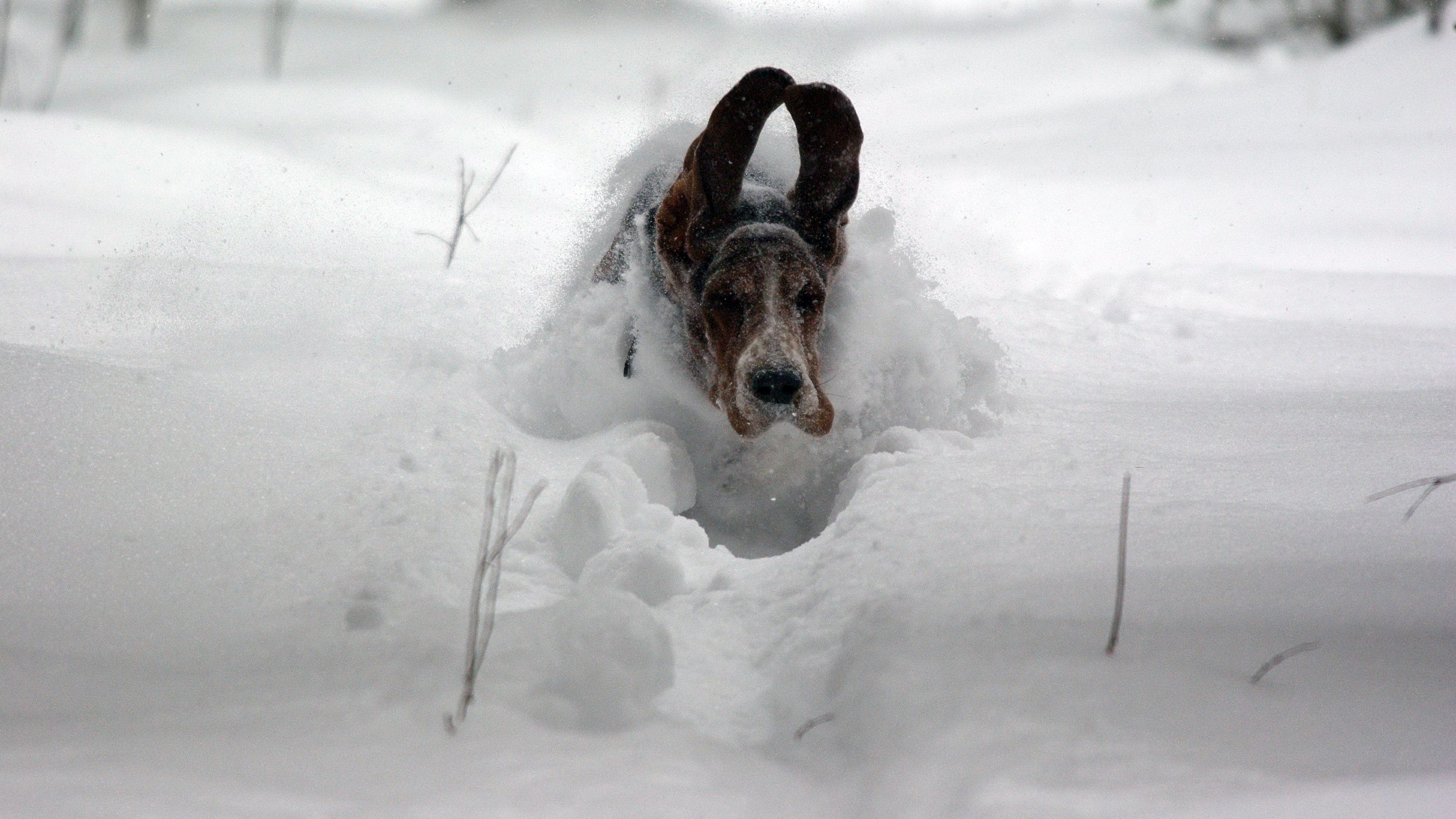cold temperature, nature, mammal, snow, animal themes, no people, vertebrate, 4K, animal body part, domestic animals, funny running on snow basset hound dog picture, HD Wallpaper
