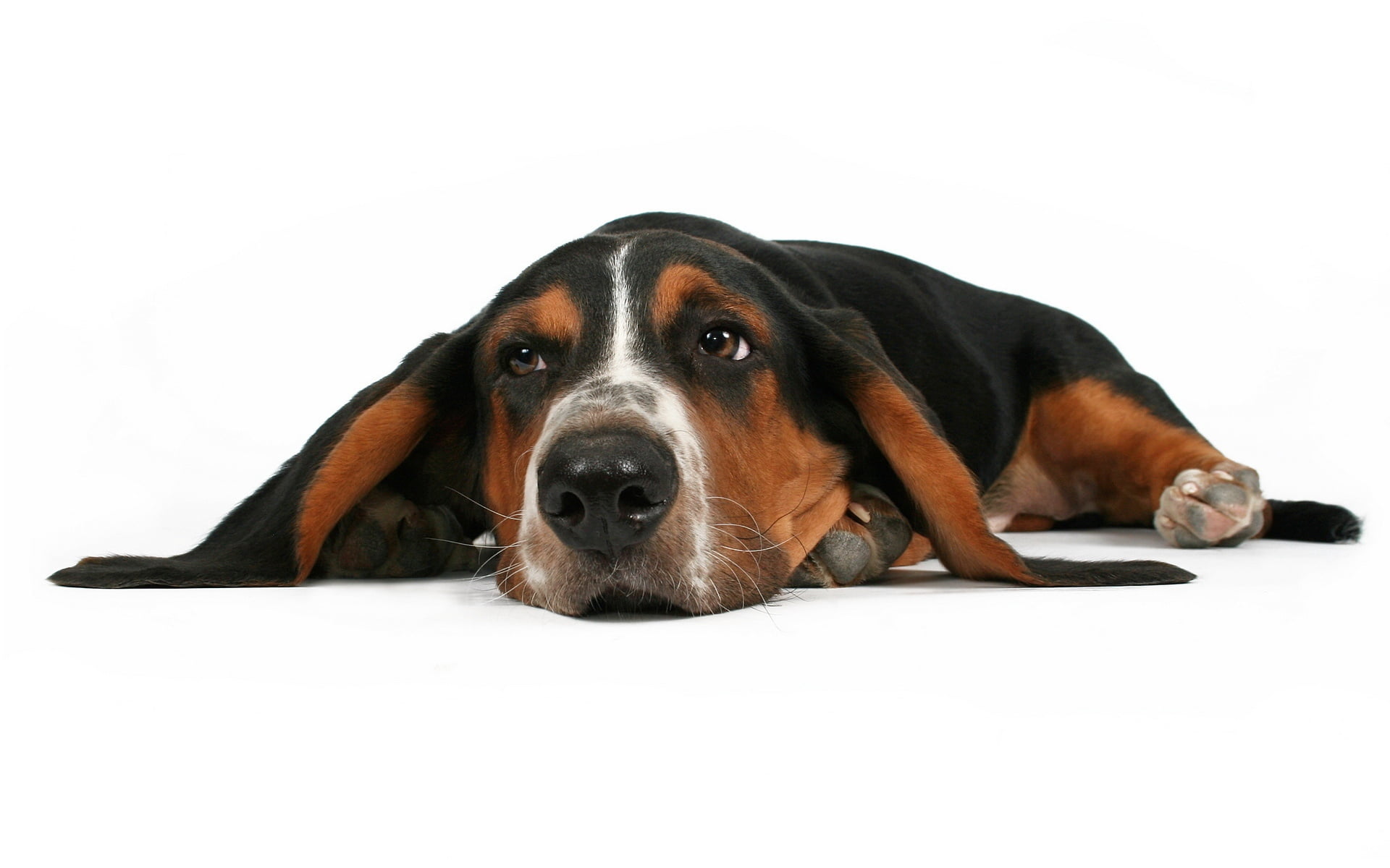 purebred dog, animal head, 1080P, domestic animals, dog, relaxation, portrait, animal, close-up, white background, domestic, indoors, dogs, one animal, HD Wallpaper