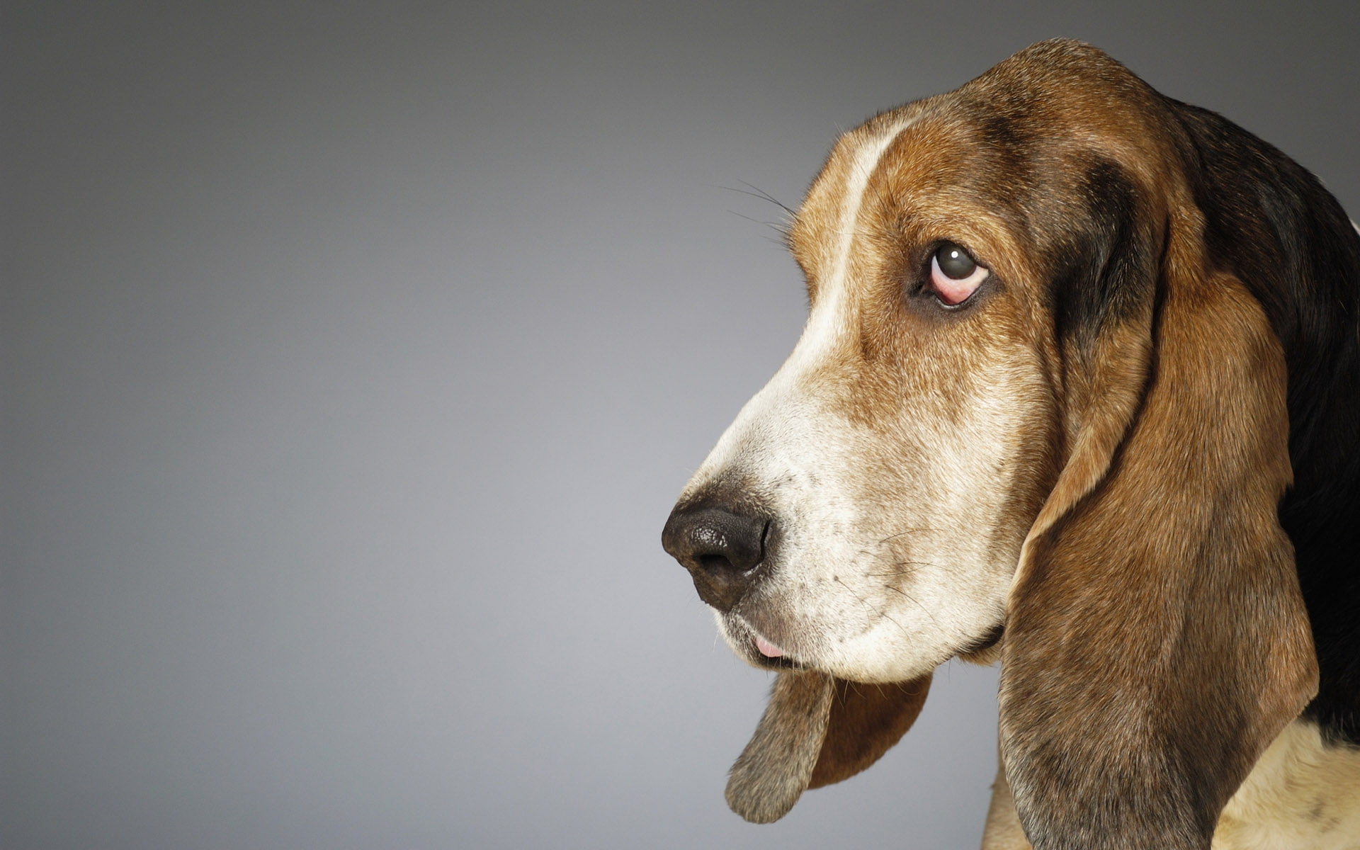 heavy, basset, short legs, heavy body, long ears, hound, hush, 1080P, body, hd, art, dogs, puppy, hush puppy, animals, HD Wallpaper