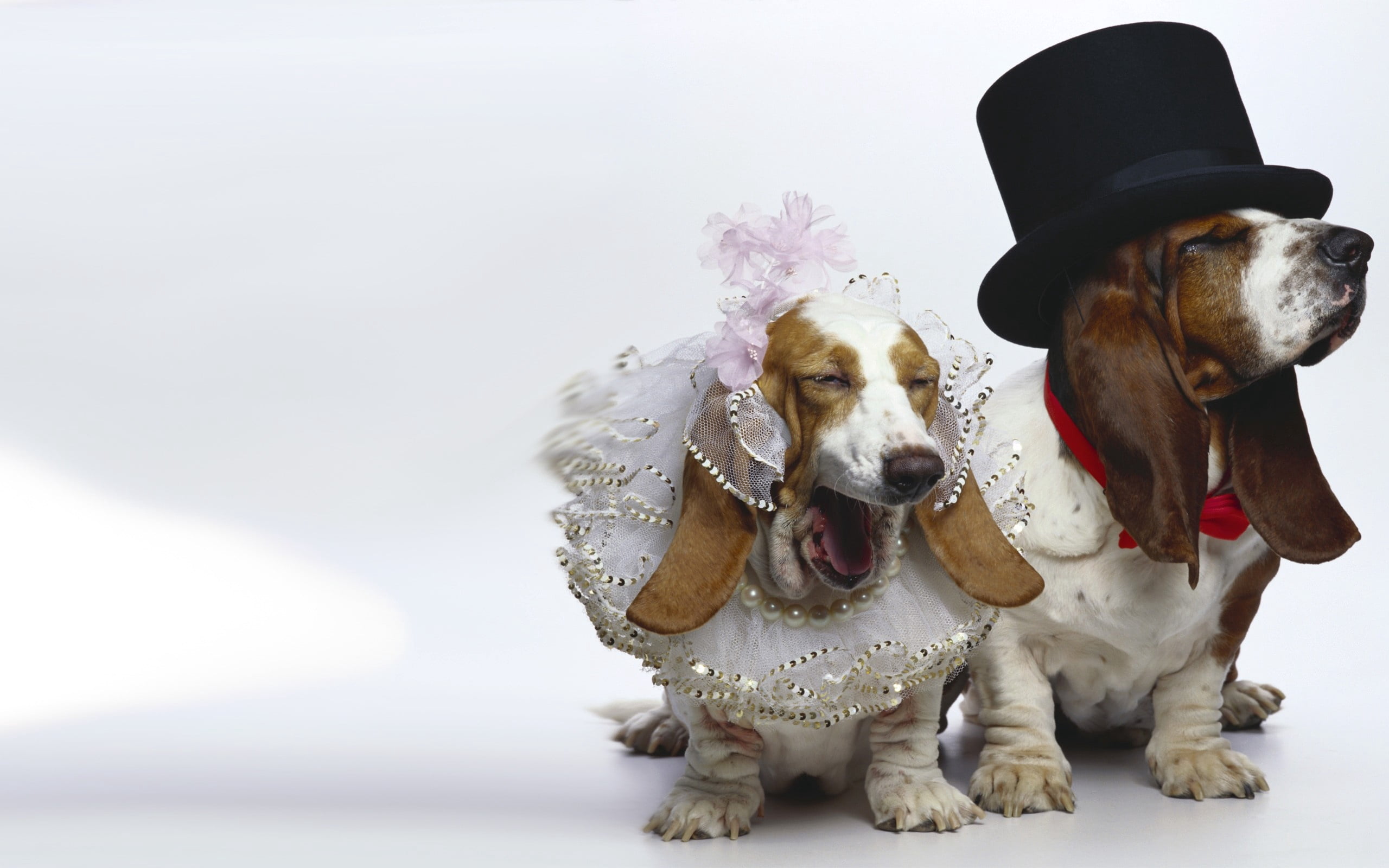 two, dogs, cute, purebred Dog, brown, domestic, wedding, clothing, tan, canine, creativity, humor, basset Hound, outfit, representation, adult, hounds, HD Wallpaper