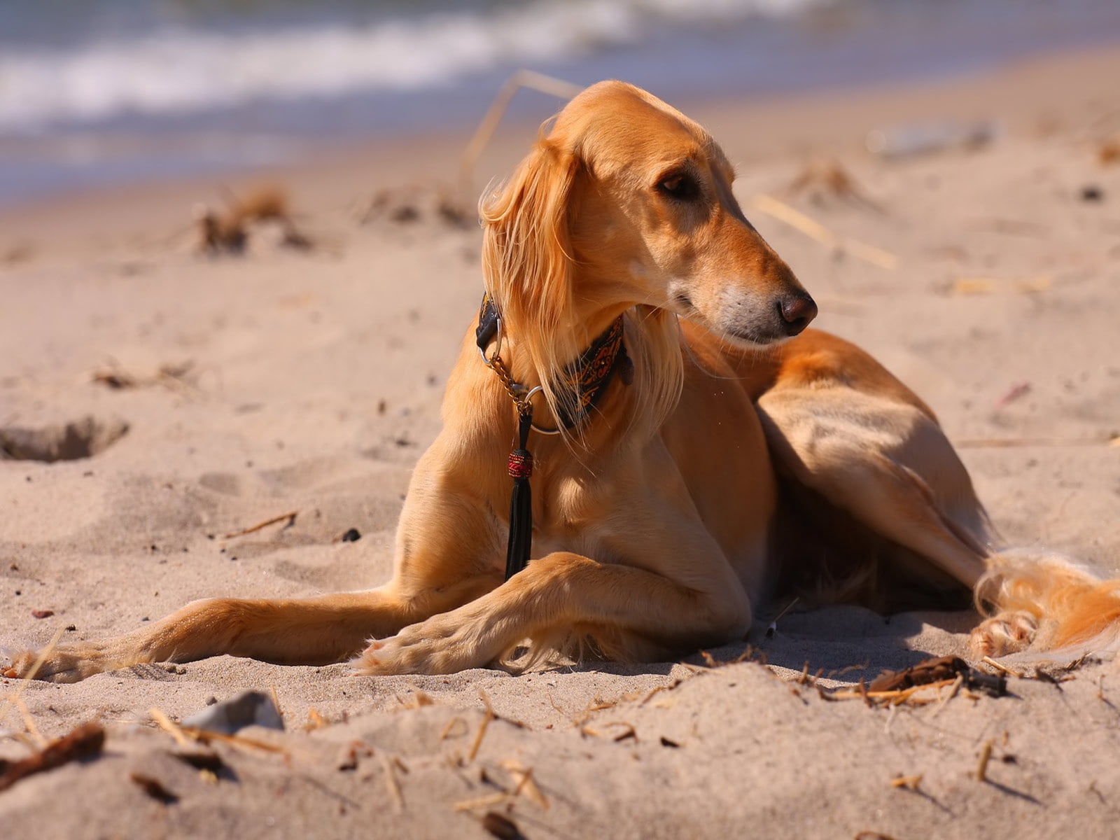 beautiful, friendship, vertebrate, sand, dog, sea, adult, domestic animals, land, summer, one Animal, nature, saluki, hound, relaxation, brown, beauty In Nature, HD Wallpaper