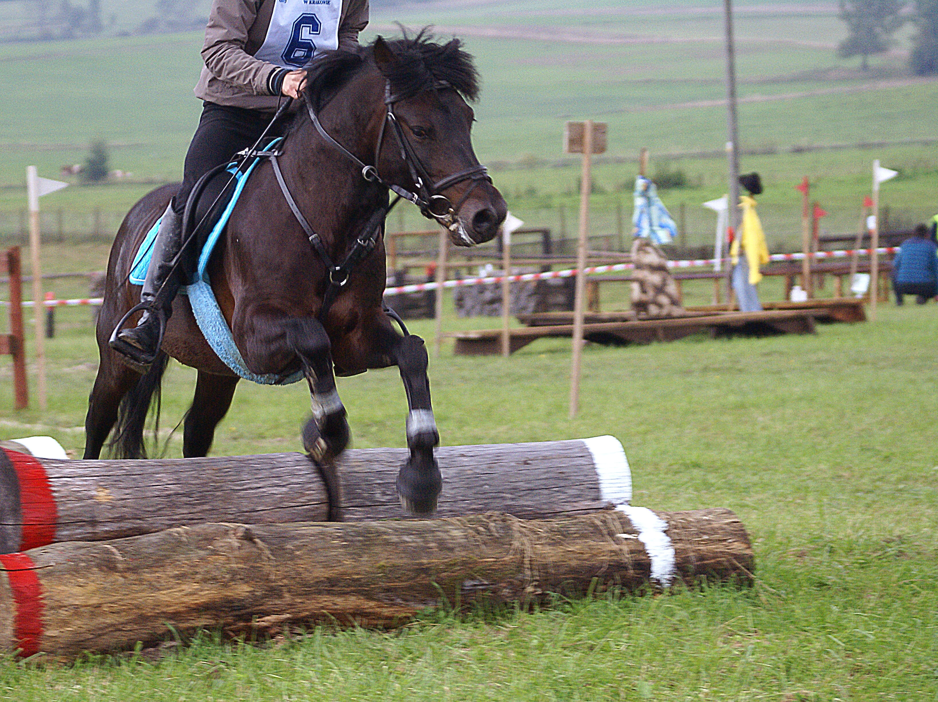 real people, working animal, horse, hutsul days, pets, sport, mammal, traffic, games, livestock, speed, competition, the rivalry, jumping, jockey, Riding, HD Wallpaper