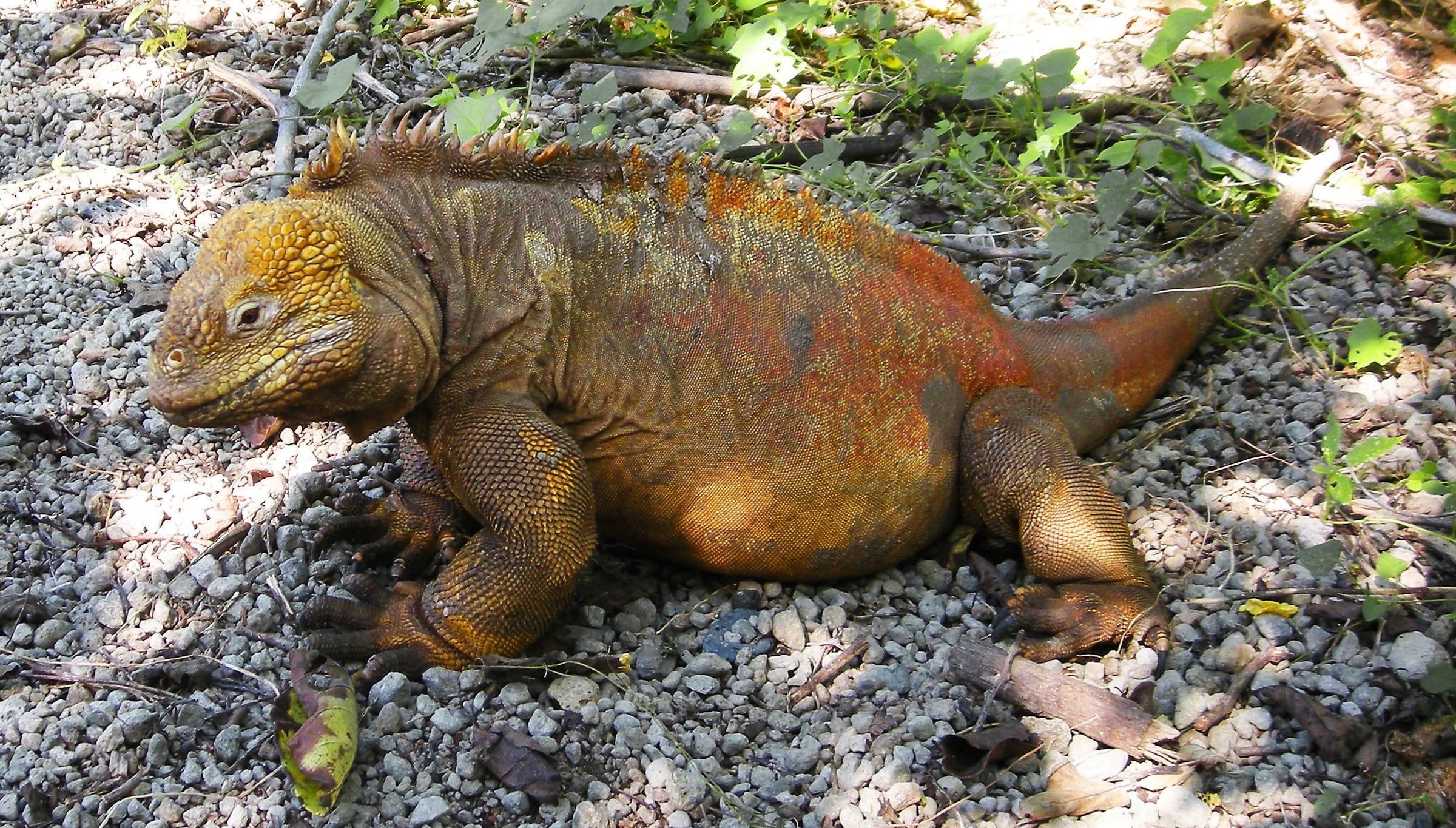 animal themes, animal scale, outdoors, naturalists, lizard, animal, rock - object, field, day, vertebrate, conservation, 1080P, galapagos, high angle view, HD Wallpaper