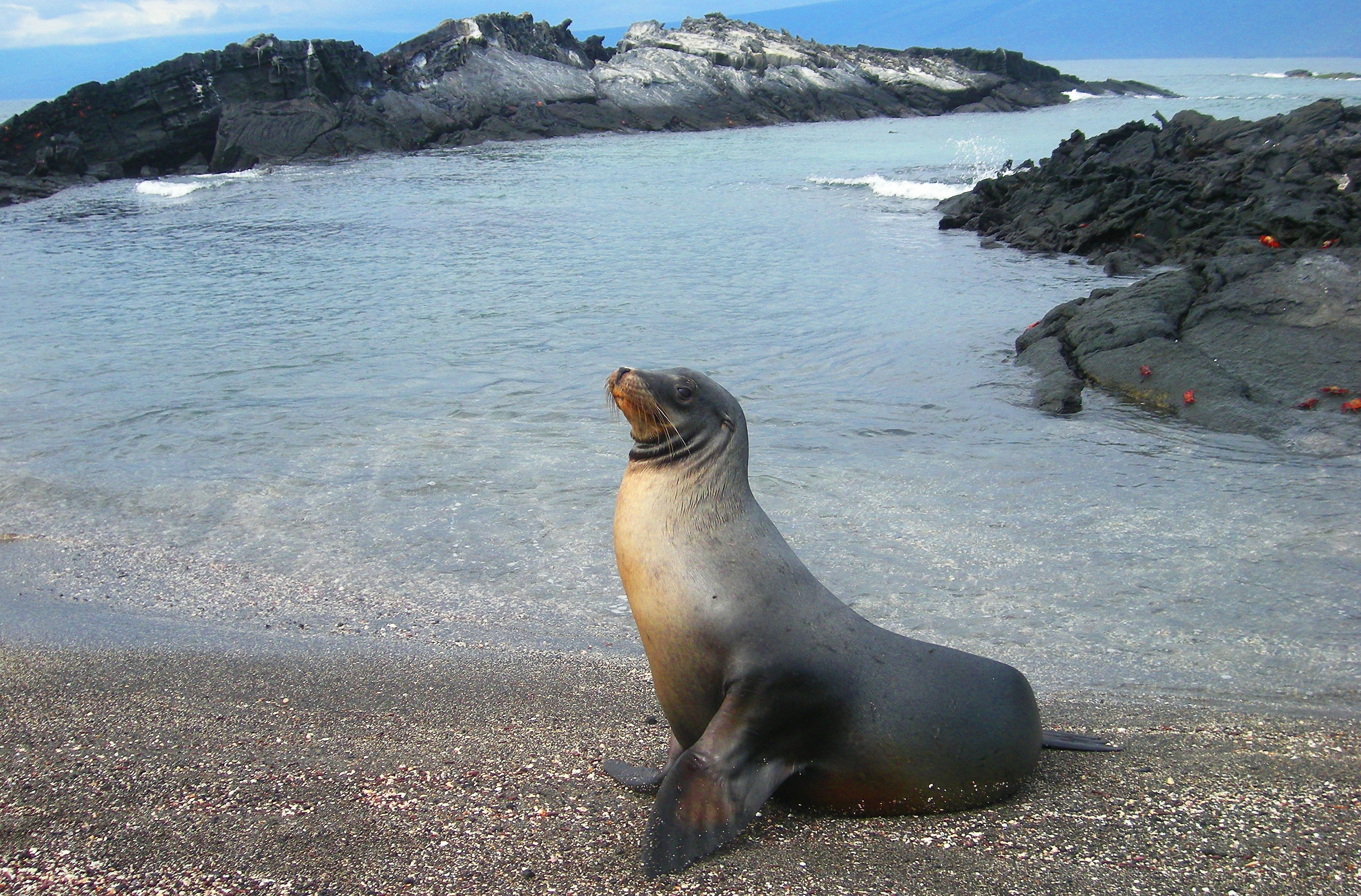 shore, conservation, sea lion, holiday, animal themes, solid, beach, one animal, mammal, island, ecuador, 4K, aquatic mammal, water, land, pacific, seal, HD Wallpaper