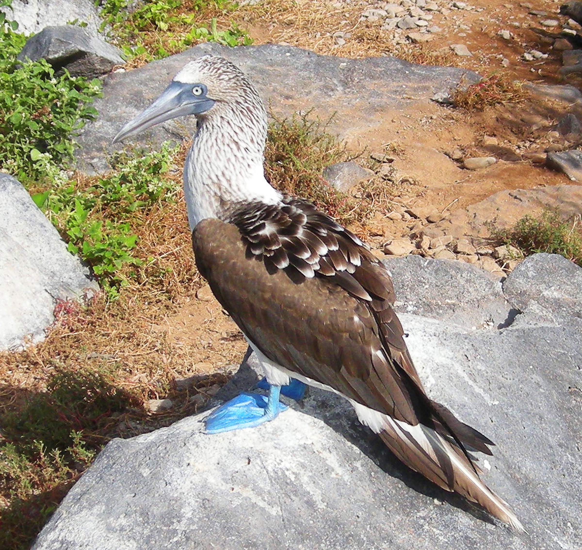 preserve, vertebrate, day, bird, booby, zoology, water, animals in the wild, one animal, conservation, side view, blue, no people, full length, nature, HD Wallpaper