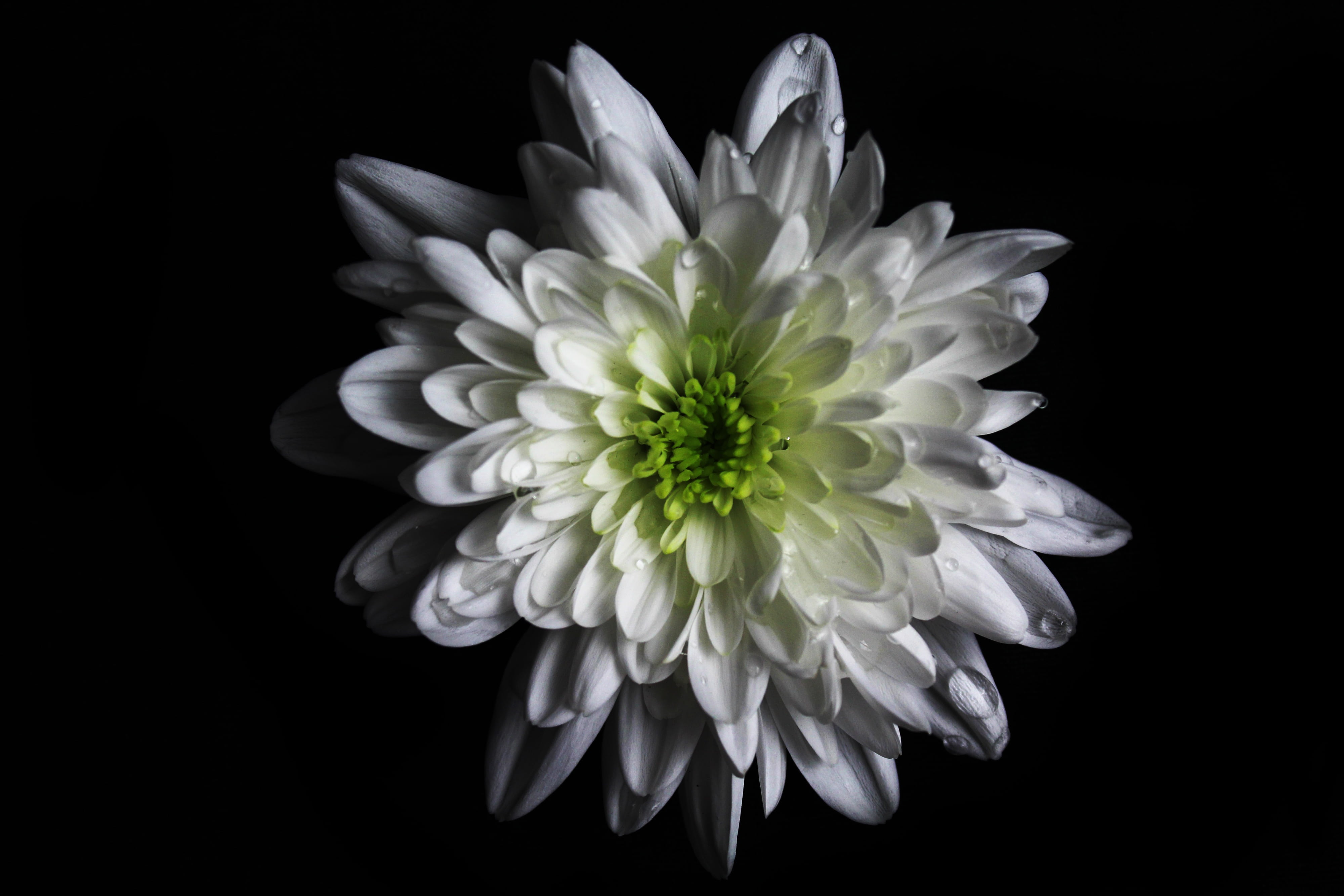 growth, no people, fragility, petal, plant, green, white, vulnerability, inflorescence, close-up, studio shot, college, freshness, black Background, natural, HD Wallpaper