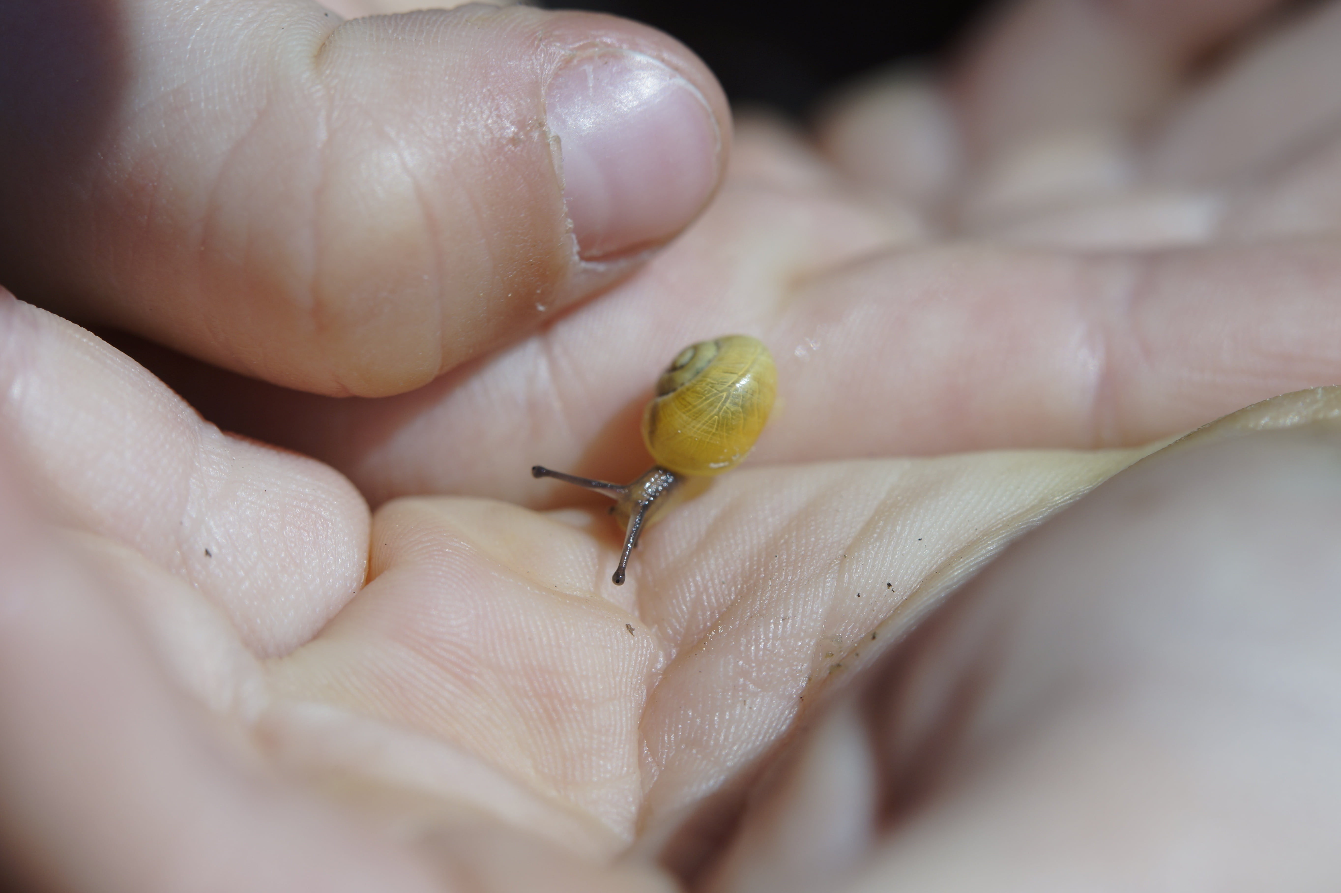 fauna, animals in the wild, yellow, child, slowly, unrecognizable person, mollusk, probe, human finger, small, responsibility, carefully, invertebrate, HD Wallpaper