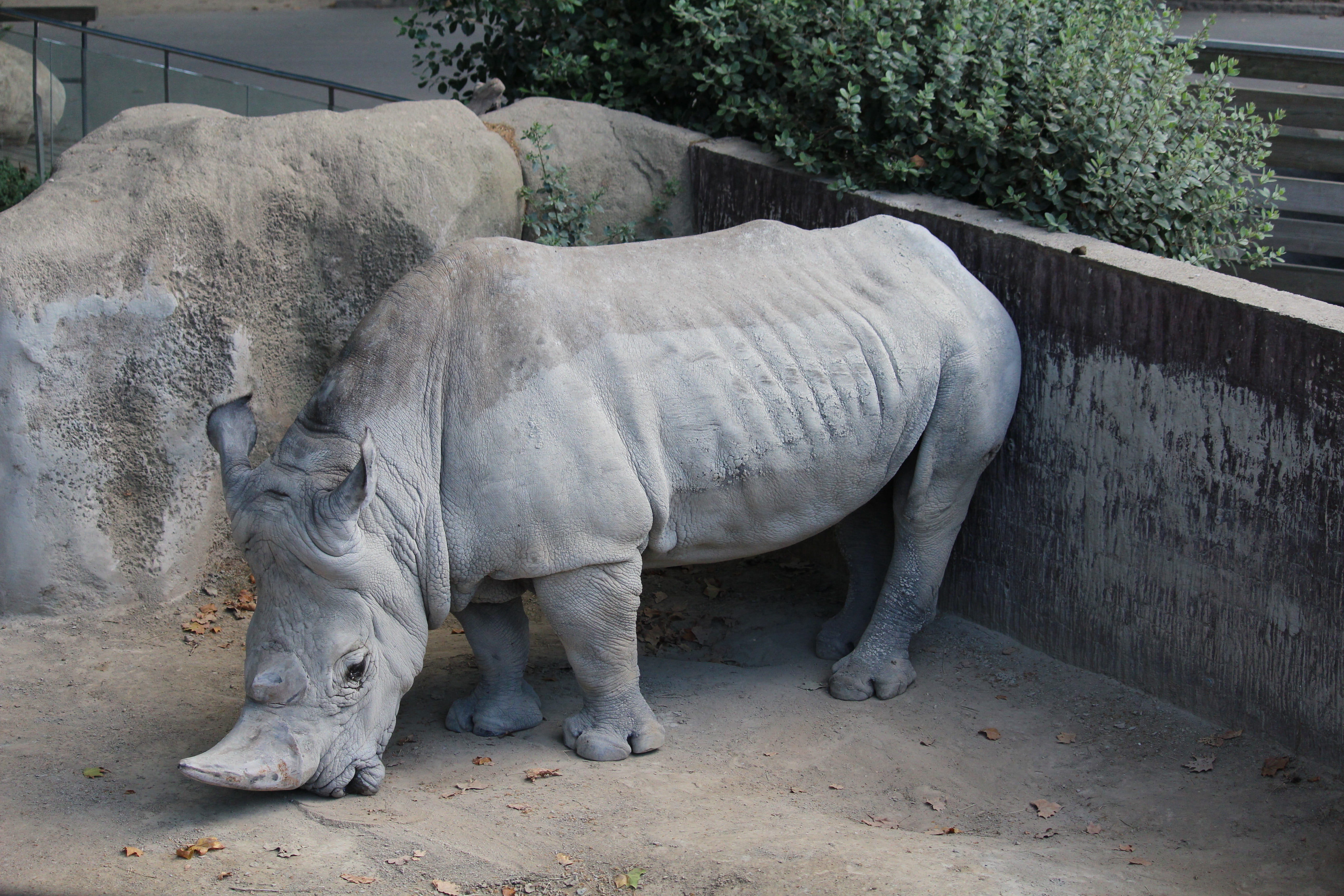 animals in captivity, grey, dangerous, herbivorous, fat, white rhino, no people, helpless, horned, Wild, animals in the wild, rhino poaching, massive, rhinoceros horn, HD Wallpaper