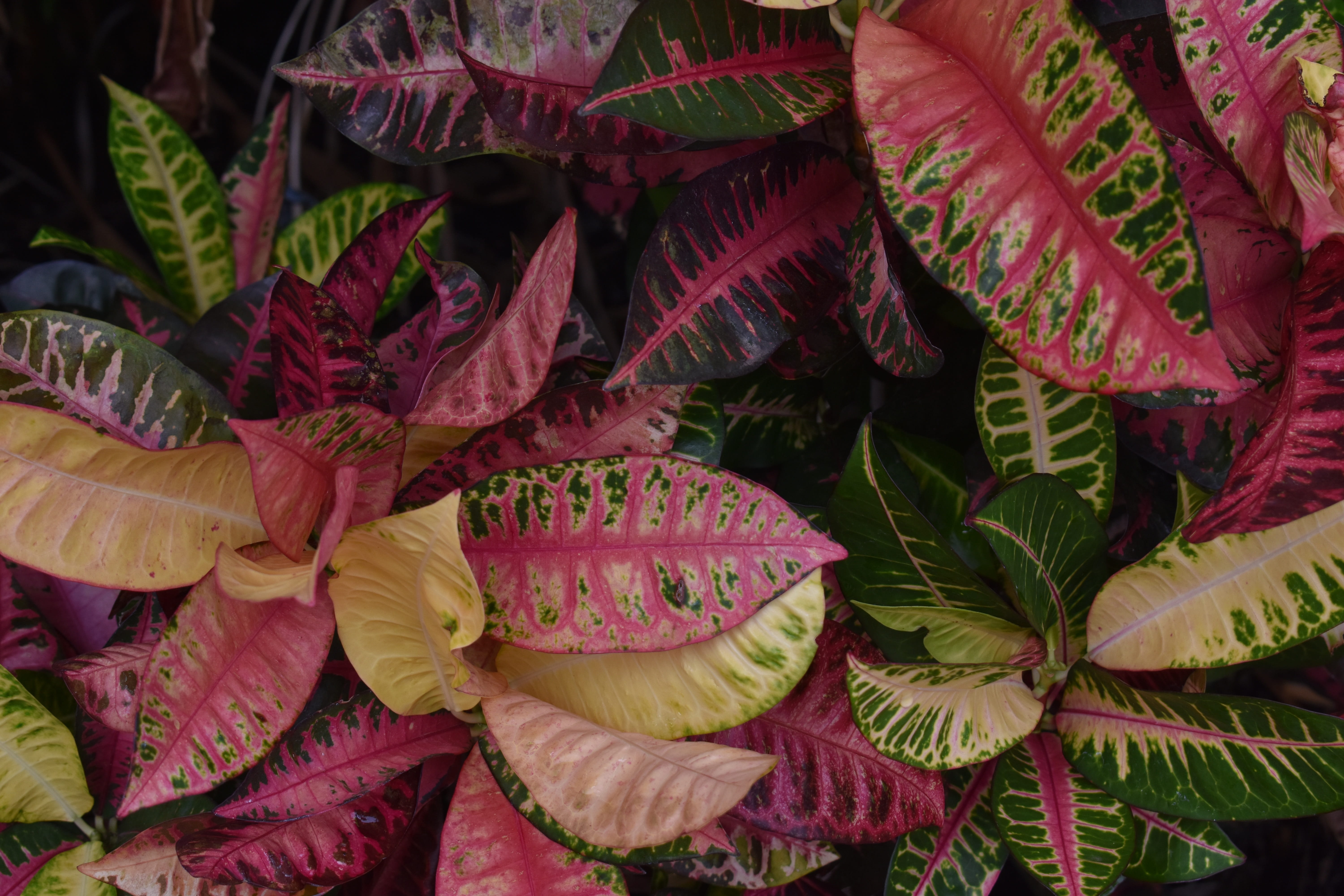 5K, natural, high angle view, plant, flora, red, growth, freshness, palm, croton, plant part, close-up, market, focus on foreground, leaves, full frame, HD Wallpaper