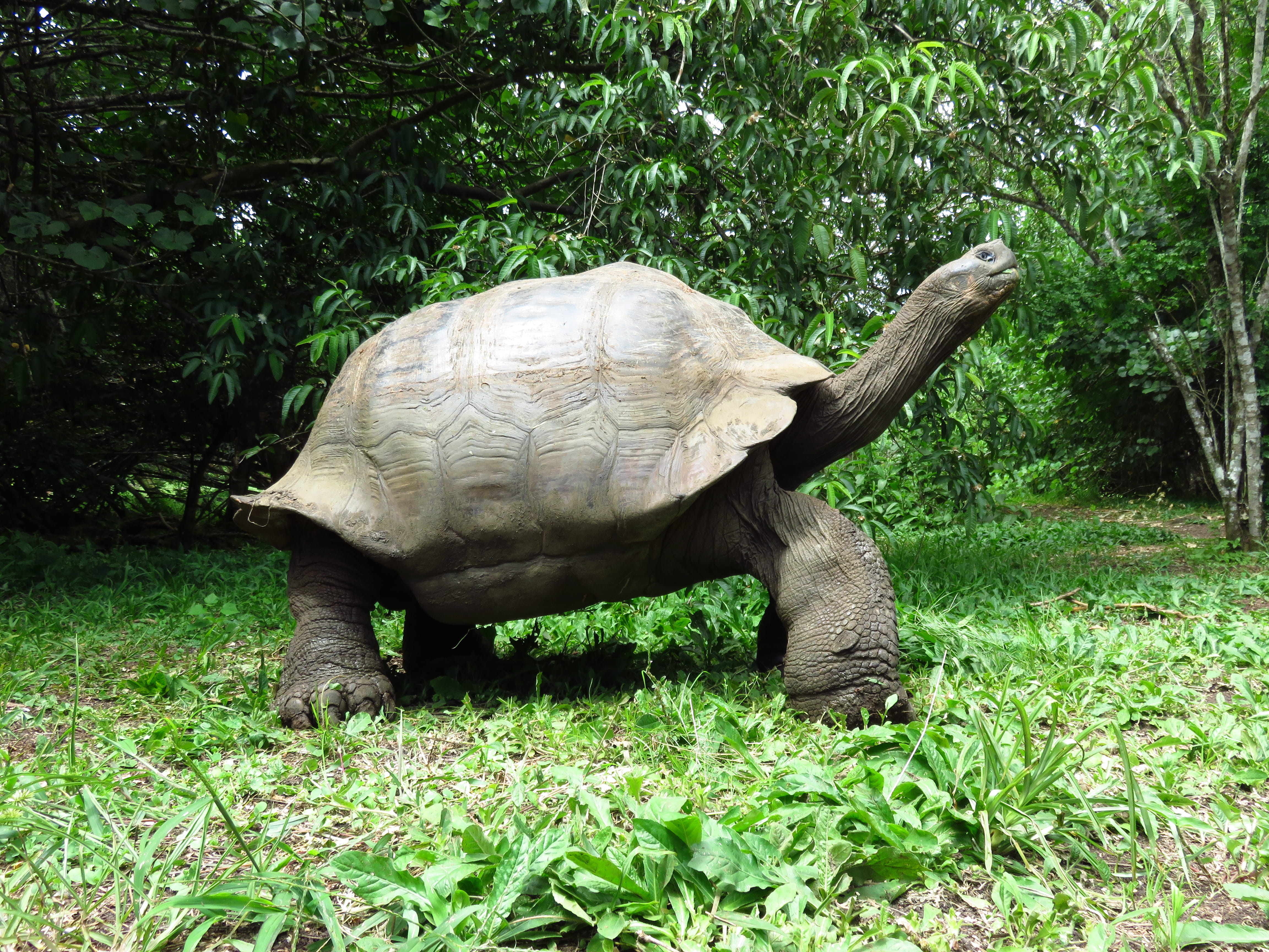 day, animals, plant, vertebrate, galápagos islands, no people, reptile, schildpad, turtle, galapagos islands, herbivorous, outdoors, giant turtle, animal themes, HD Wallpaper