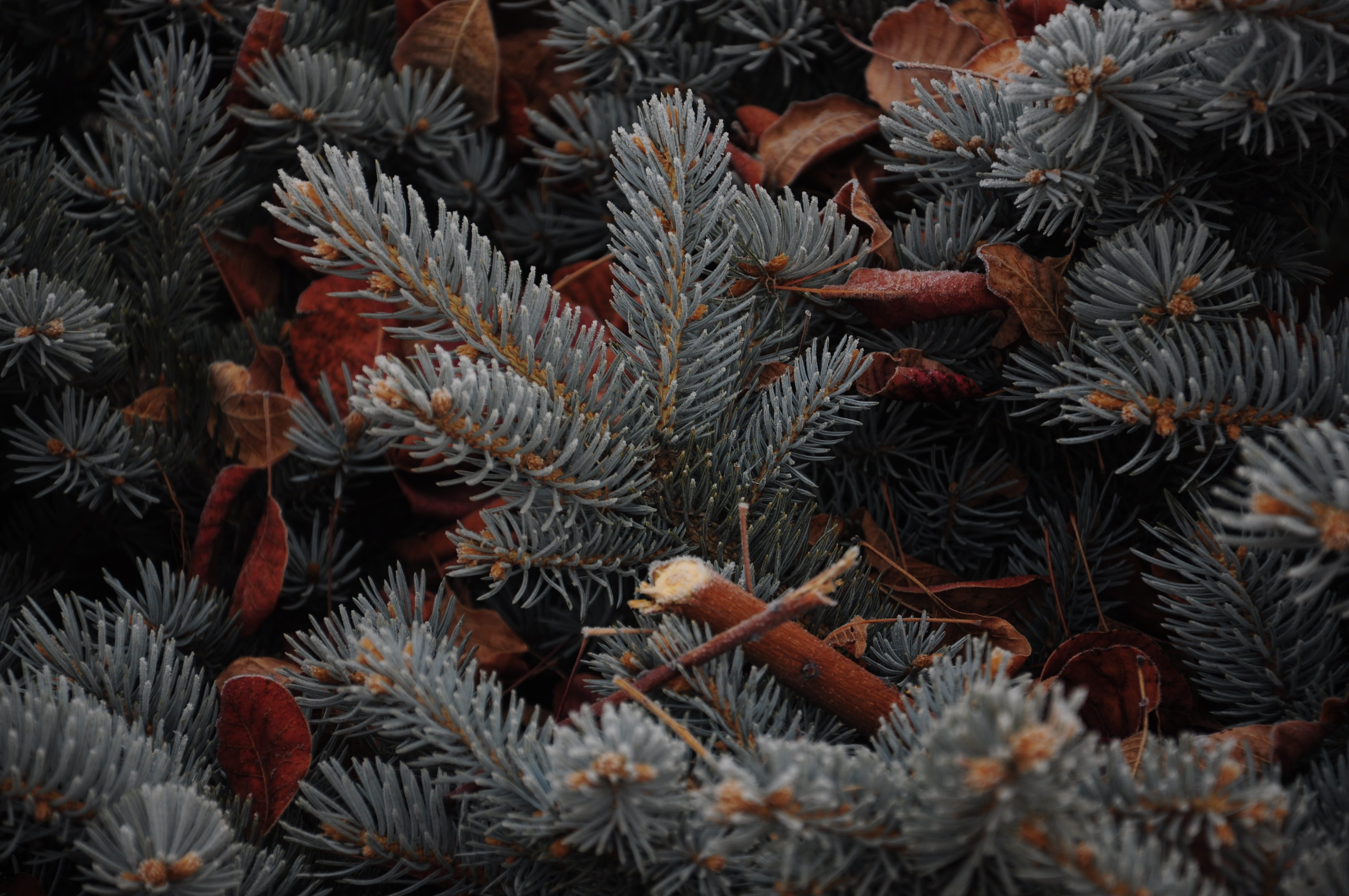 full frame, day, pine cone, leaf, pinaceae, growth, Pine, coniferous tree, selective focus, beauty in nature, plant part, background, close-up, no people, HD Wallpaper