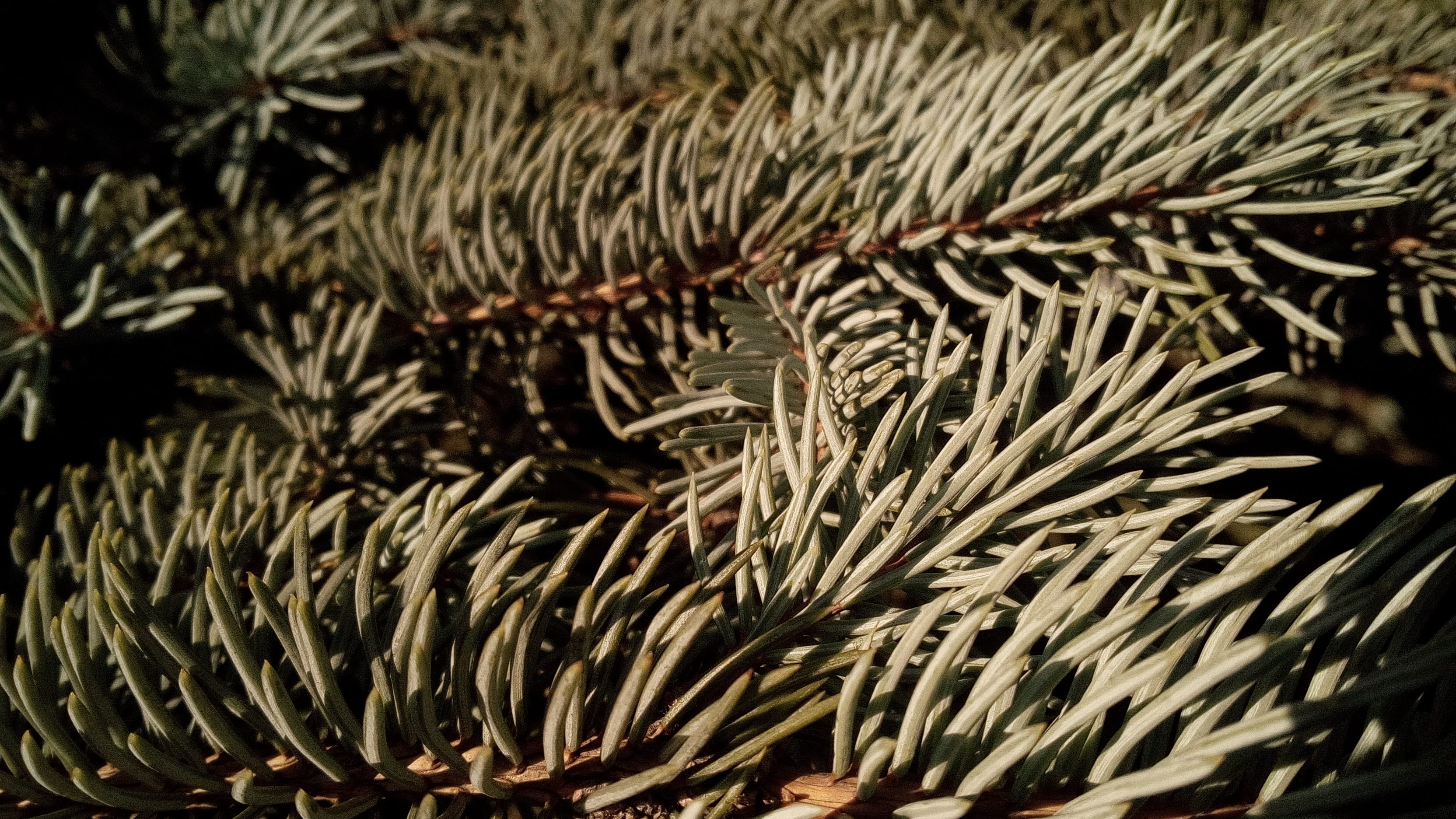 selective focus, focus on foreground, unforgettable, natural pattern, nature, beauty in nature, coniferous tree, outdoor, day, 2K, no people, tranquility, HD Wallpaper