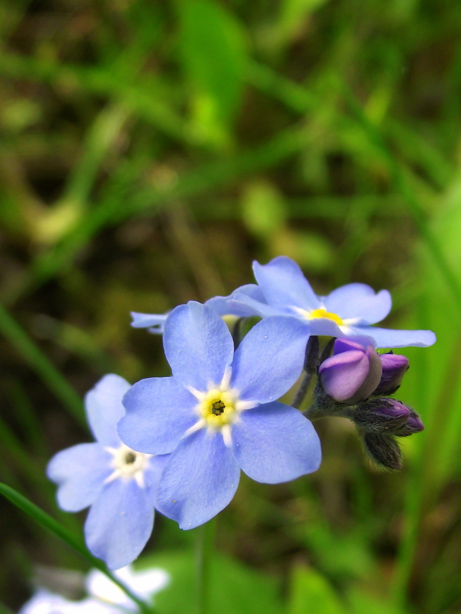 nature, 1080P, petal, flower Head, day, Nots, no people, fragility, spring, plant, focus on foreground, blue, growth, close-up, outdoors, green Color, Phone HD Wallpaper