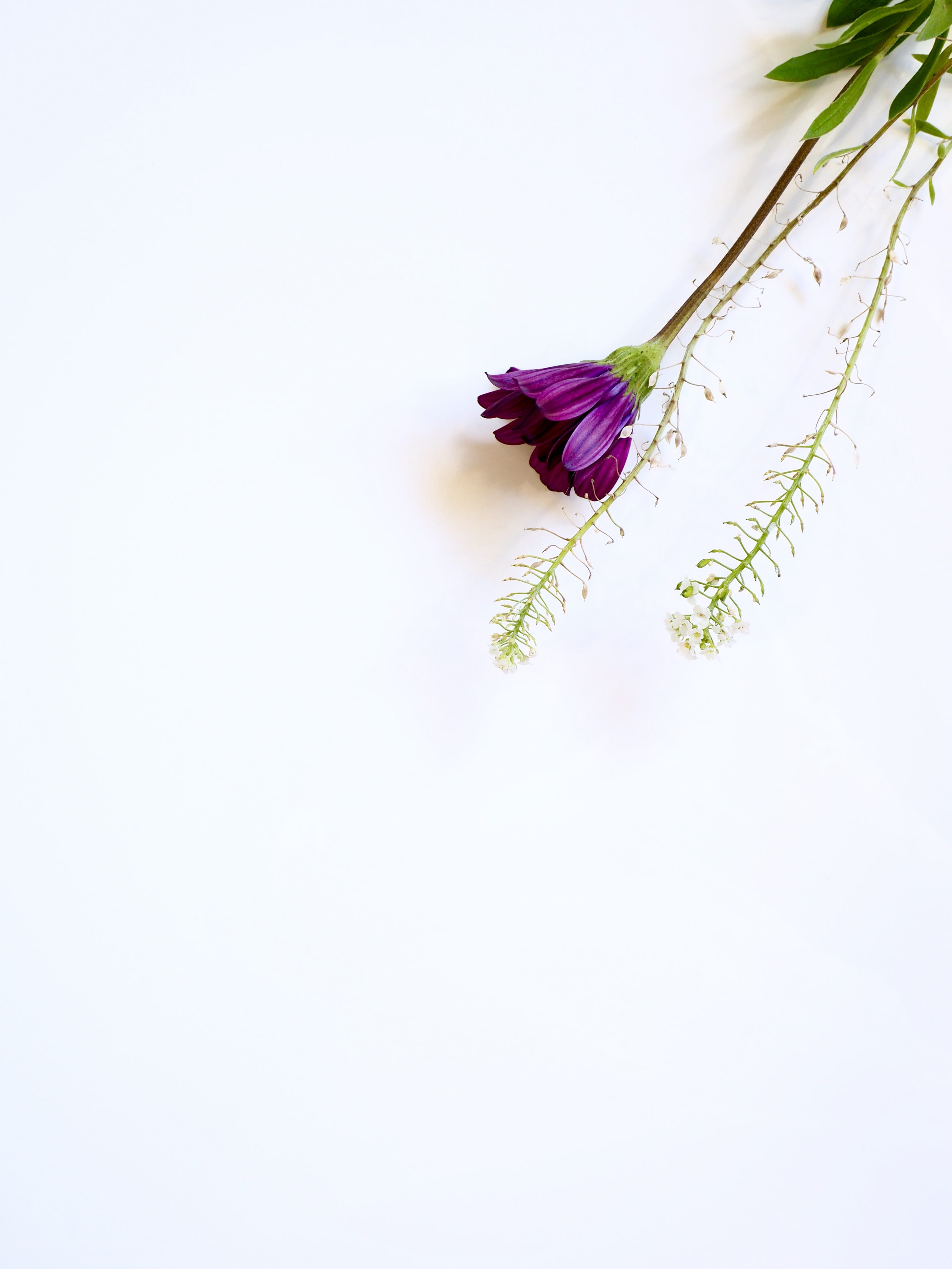 beauty in nature, white space, self care, paper, watch, simple, copy space, close-up, open, minimal, plant, flower head, freshness, white background, writing, Phone HD Wallpaper