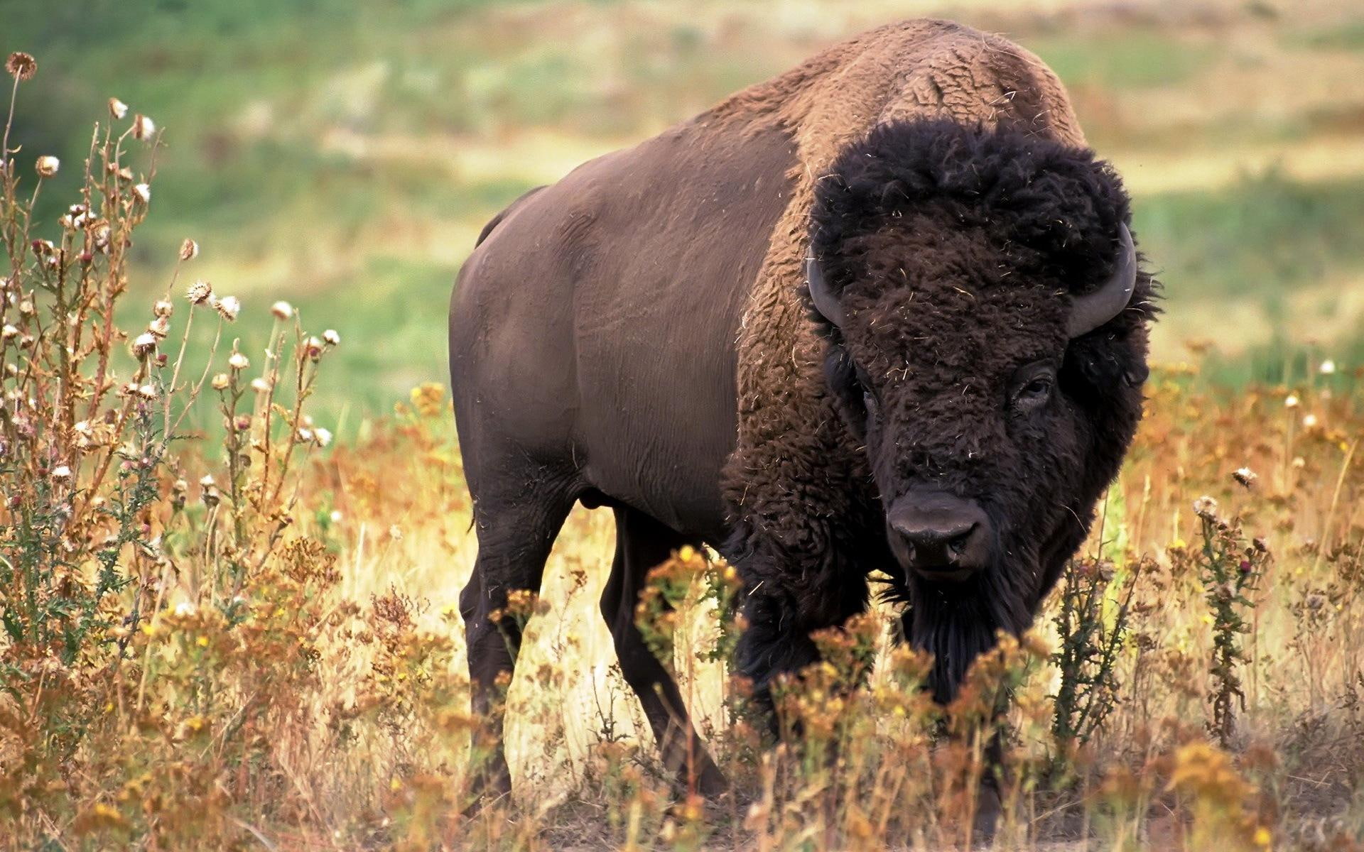 1080P, marron, bufalo, animals, nativo, campo, HD Wallpaper