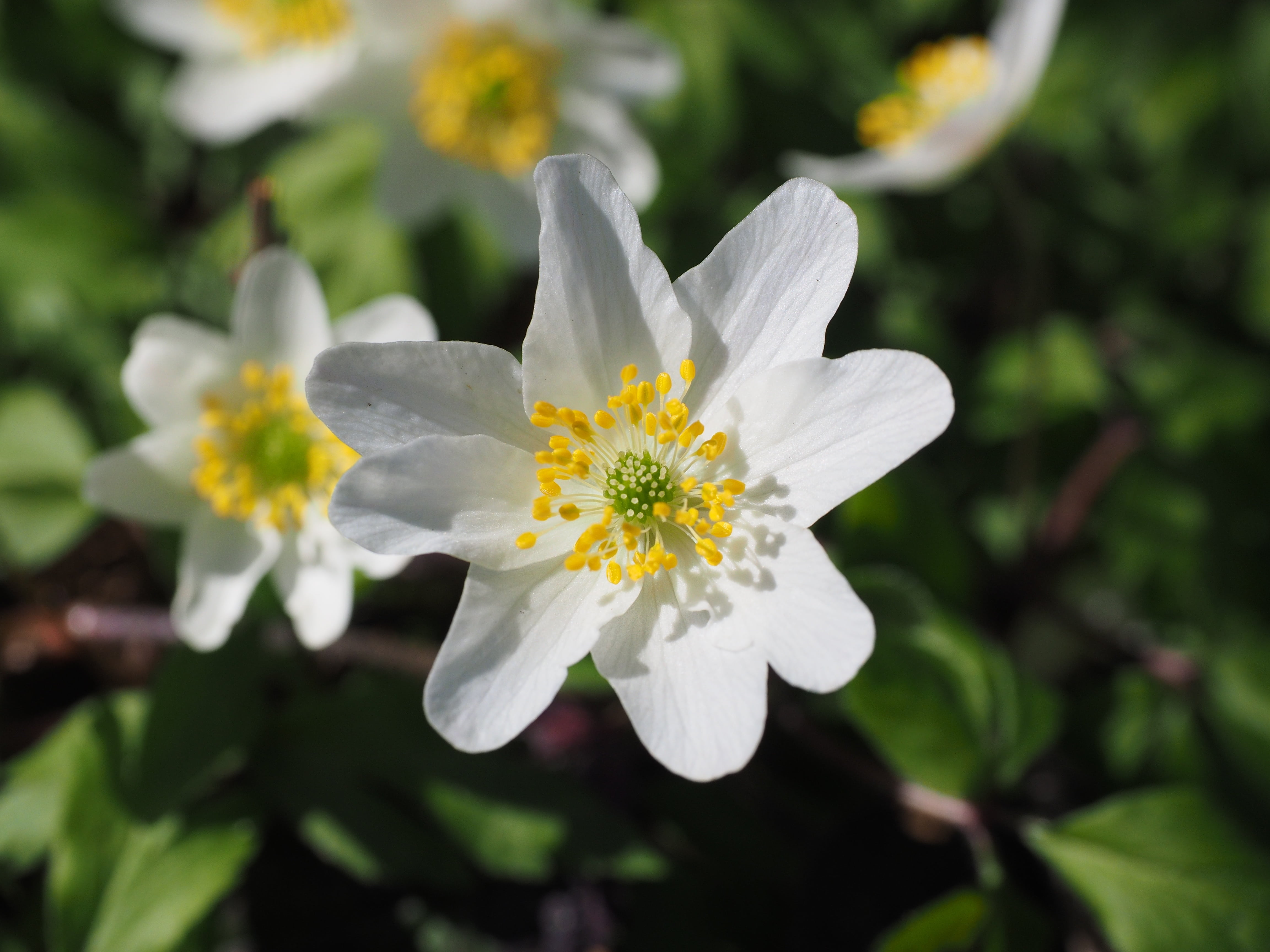 witte oeschken, eierbluome, freshness, eye flower, geranium flower, magical, white waldhenle, charming, fragility, forest flower, zegenblaume, cheese flowers, HD Wallpaper