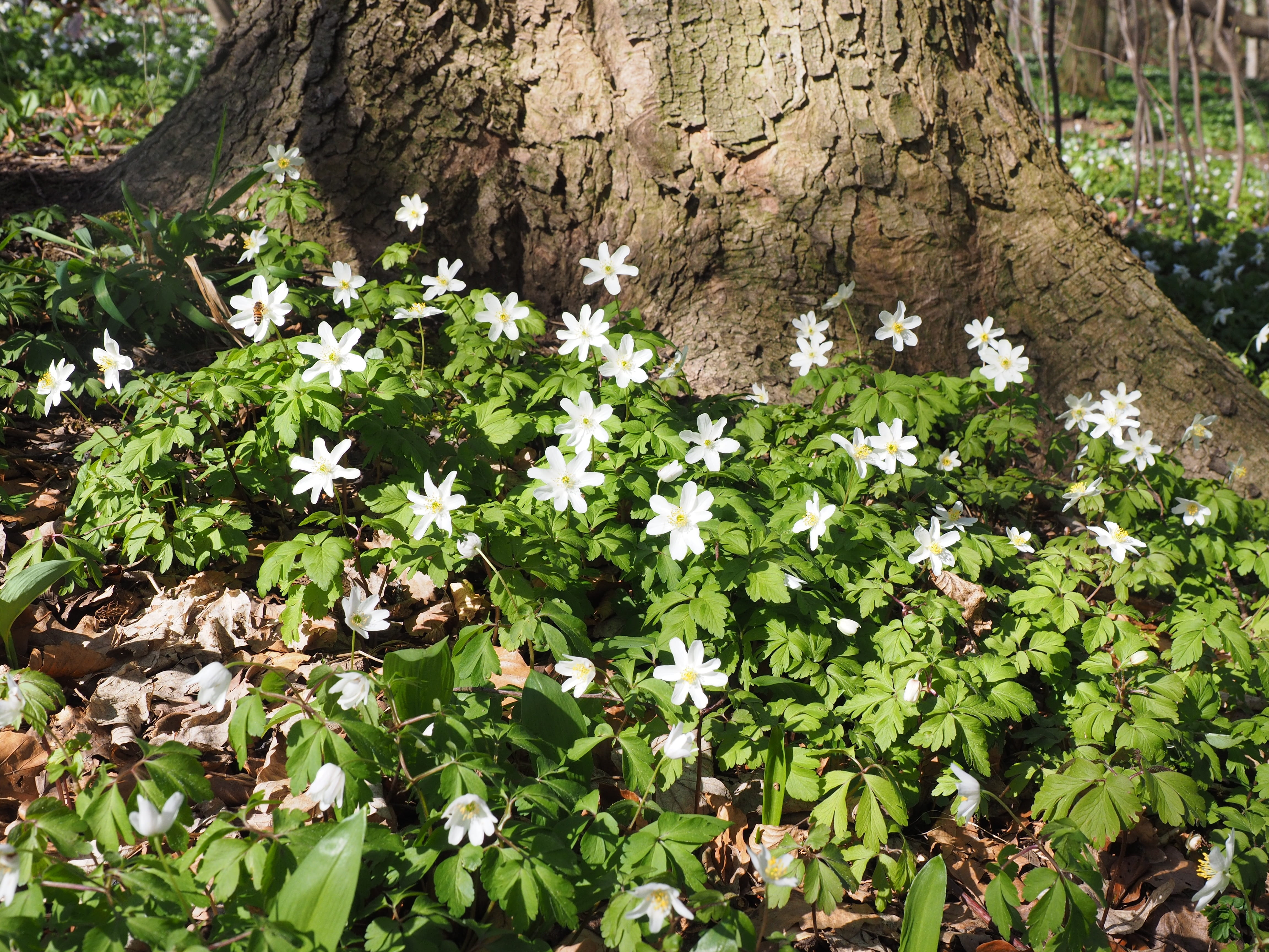 gugguche, eye flower, beside, waldhaenlein, forest chicken, ranunculaceae, guggechblume, growth, gaisanaegeli, fouling, blossom, witte lanka, land, anemone, HD Wallpaper