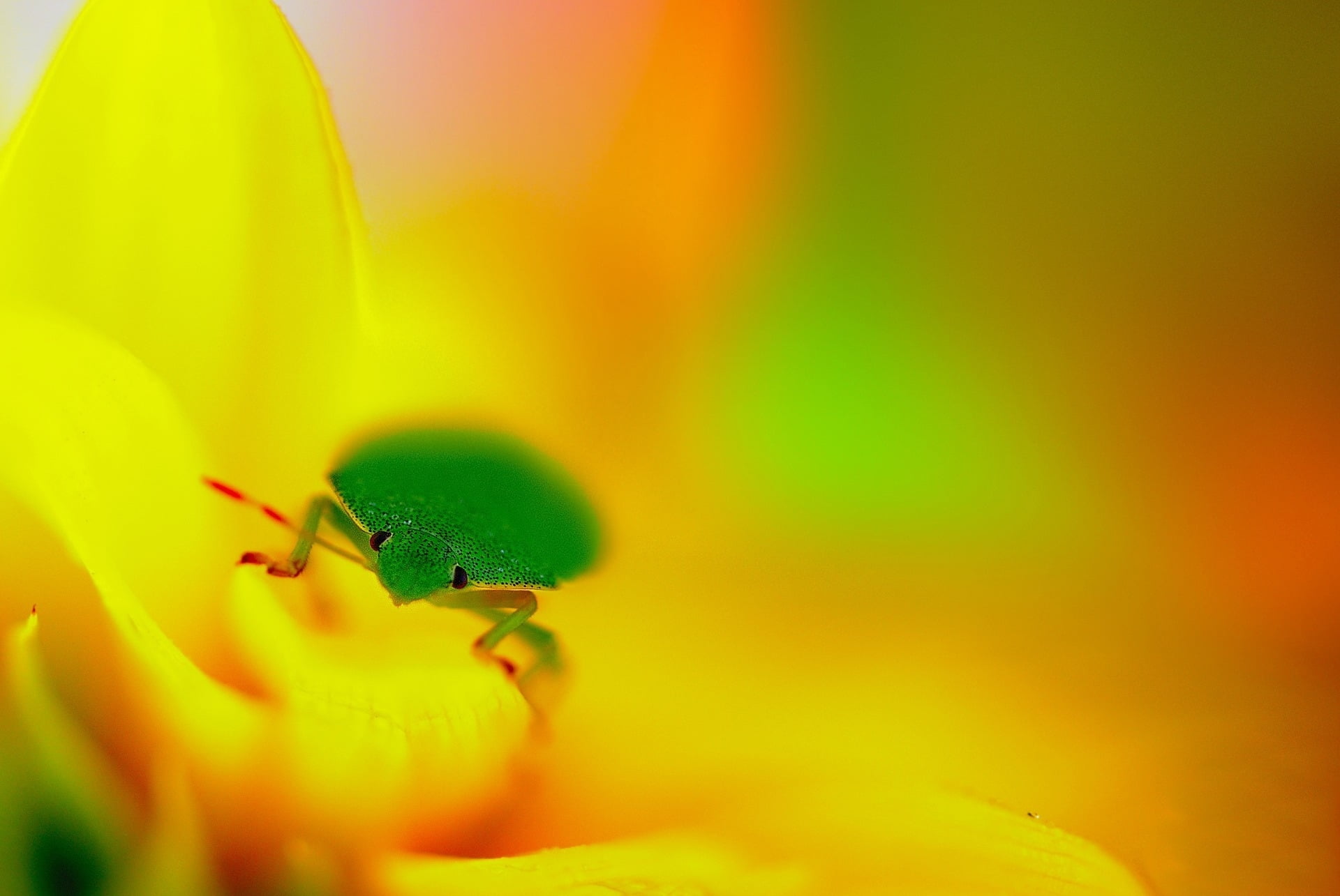 stink, fragility, insect, plant, animal wildlife, flowering plant, animals in the wild, 1080P, animal themes, invertebrate, animal, freshness, close-up, HD Wallpaper