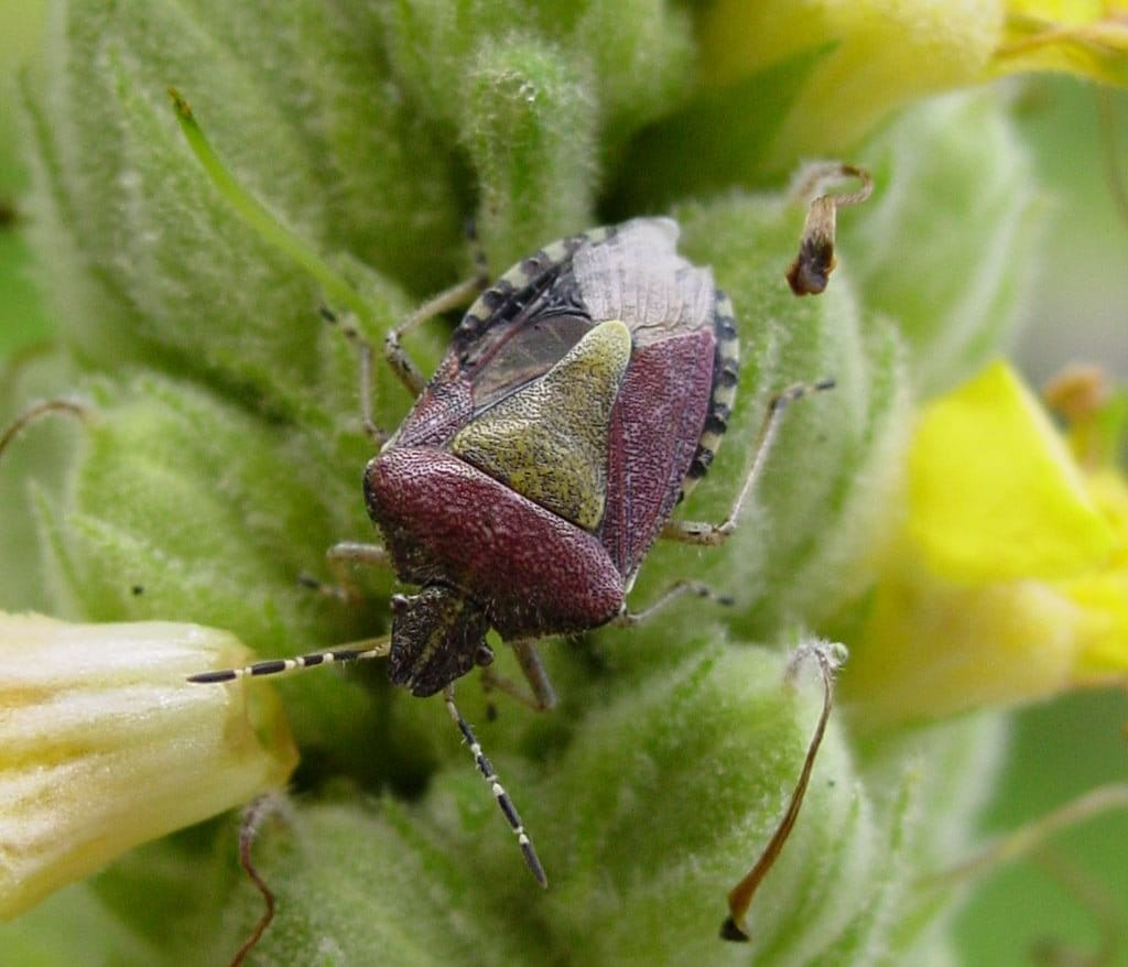 green color, plant, animal wildlife, leaf, one animal, flowering plant, no people, 480P, animals in the wild, Animal, invertebrate, Stink Bug, outdoors, HD Wallpaper