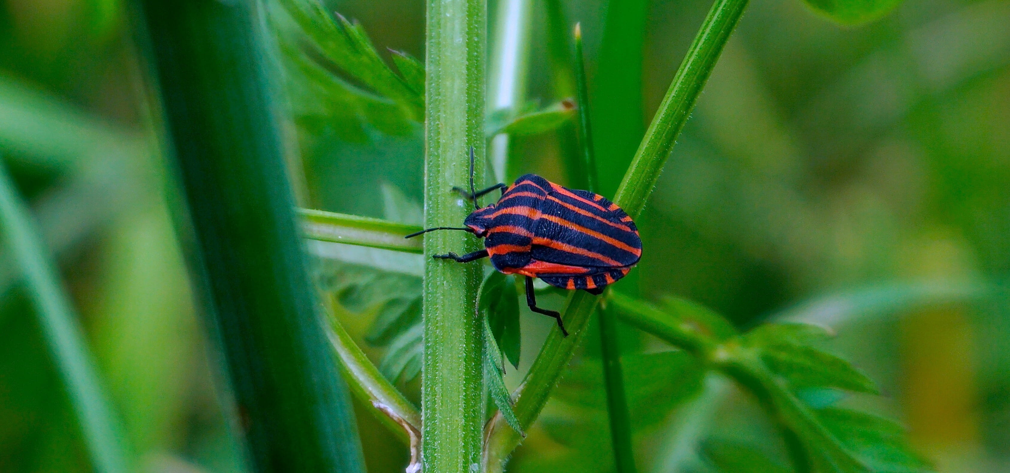 plant, animal themes, lead, beauty in nature, Animal, stink, blade of grass, green, leaf bug, black, photography, plant part, spring, close-up, green color, HD Wallpaper