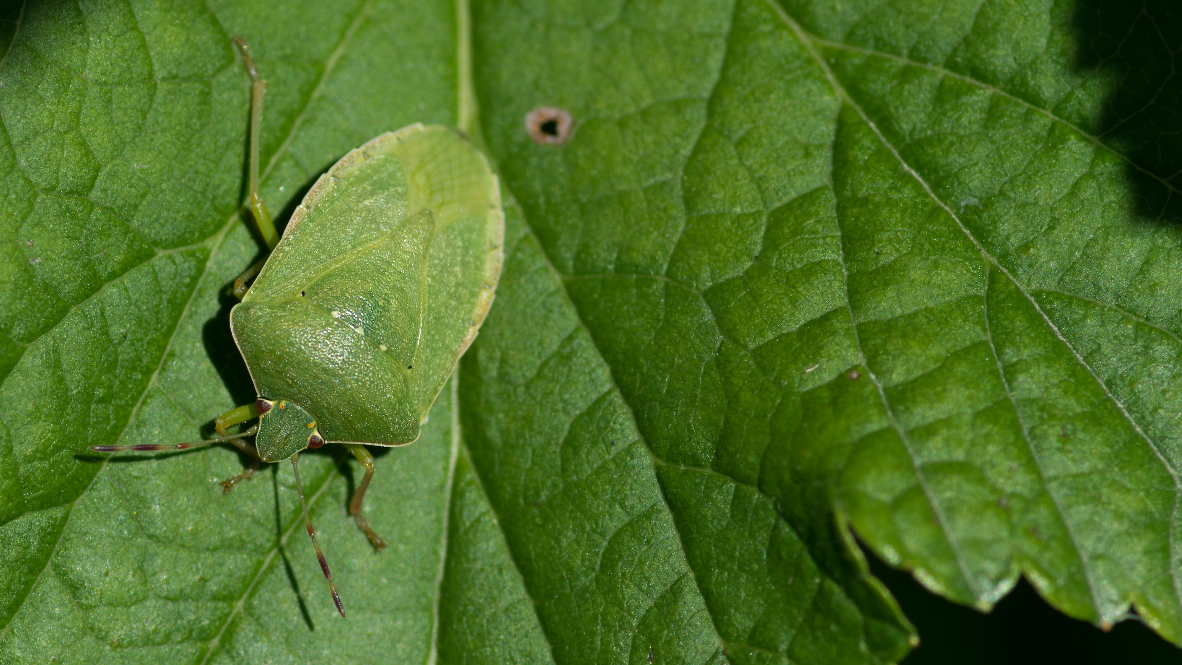 plant, nezara viridula, green color, plant part, day, insect, outdoors, 4K, garden, full frame, leaf, no people, close-up, hétéroptère, green stink bug, HD Wallpaper