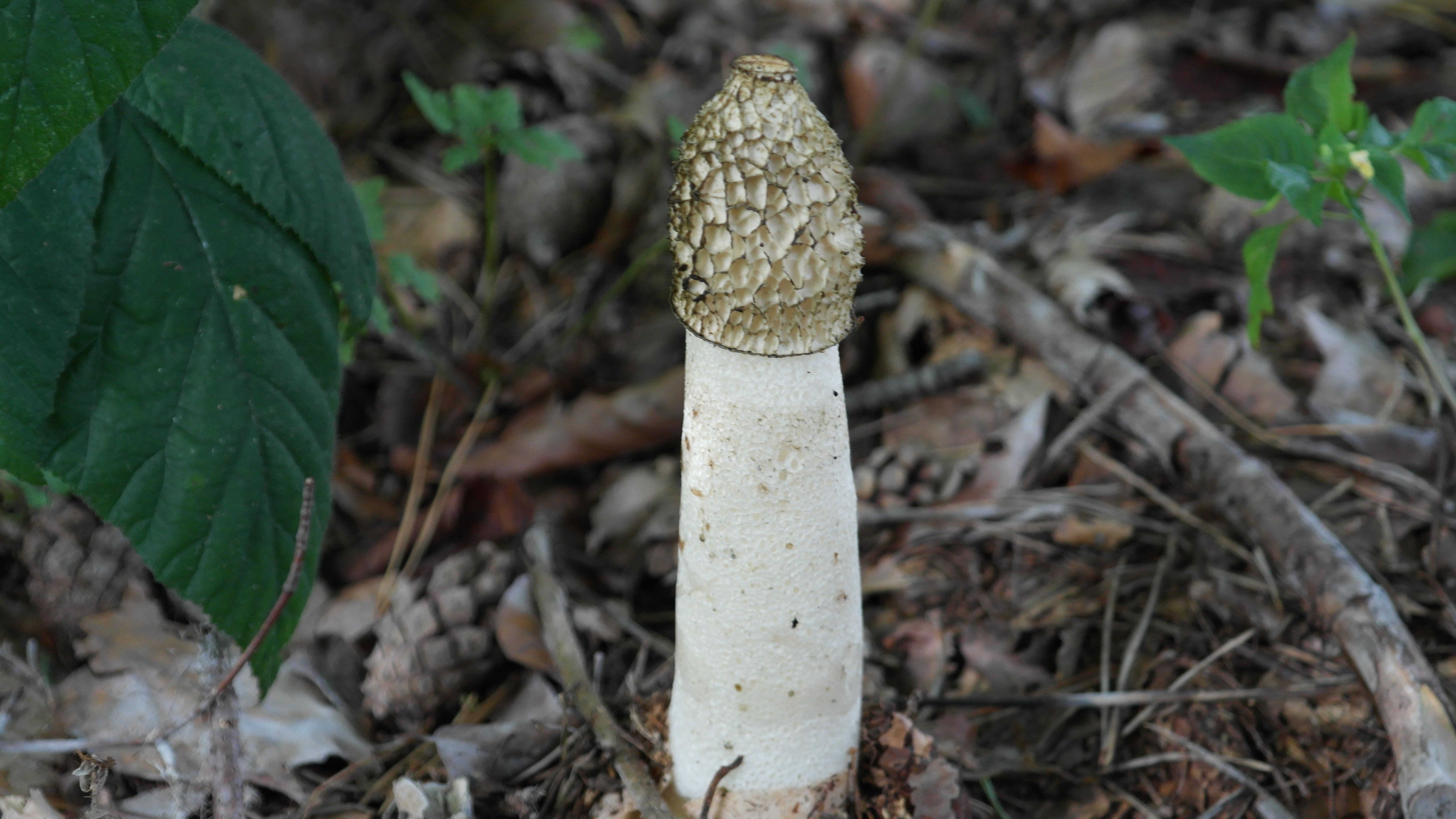 outdoors, phallales, vegetable, mushroom, food and drink, fungus, stinkmorchel relative, growth, plant, smell, day, morel, focus on foreground, common stinkmorchel, HD Wallpaper