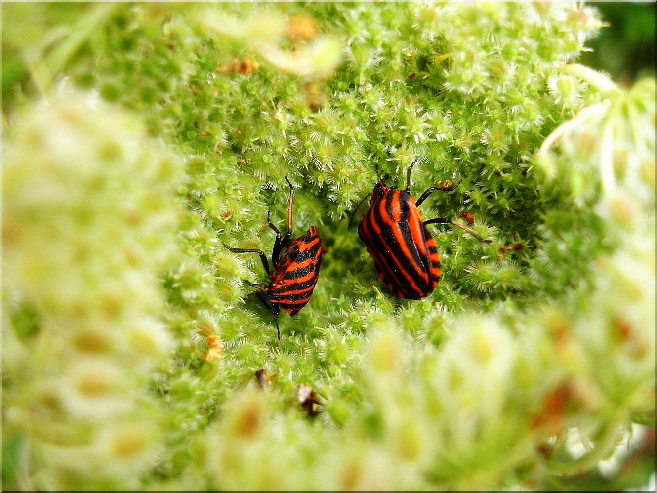 animal wing, nature, animal, wild, selective focus, 720P, animal wildlife, butterfly - insect, one animal, invertebrate, close-up, bug, striped, two, day, HD Wallpaper