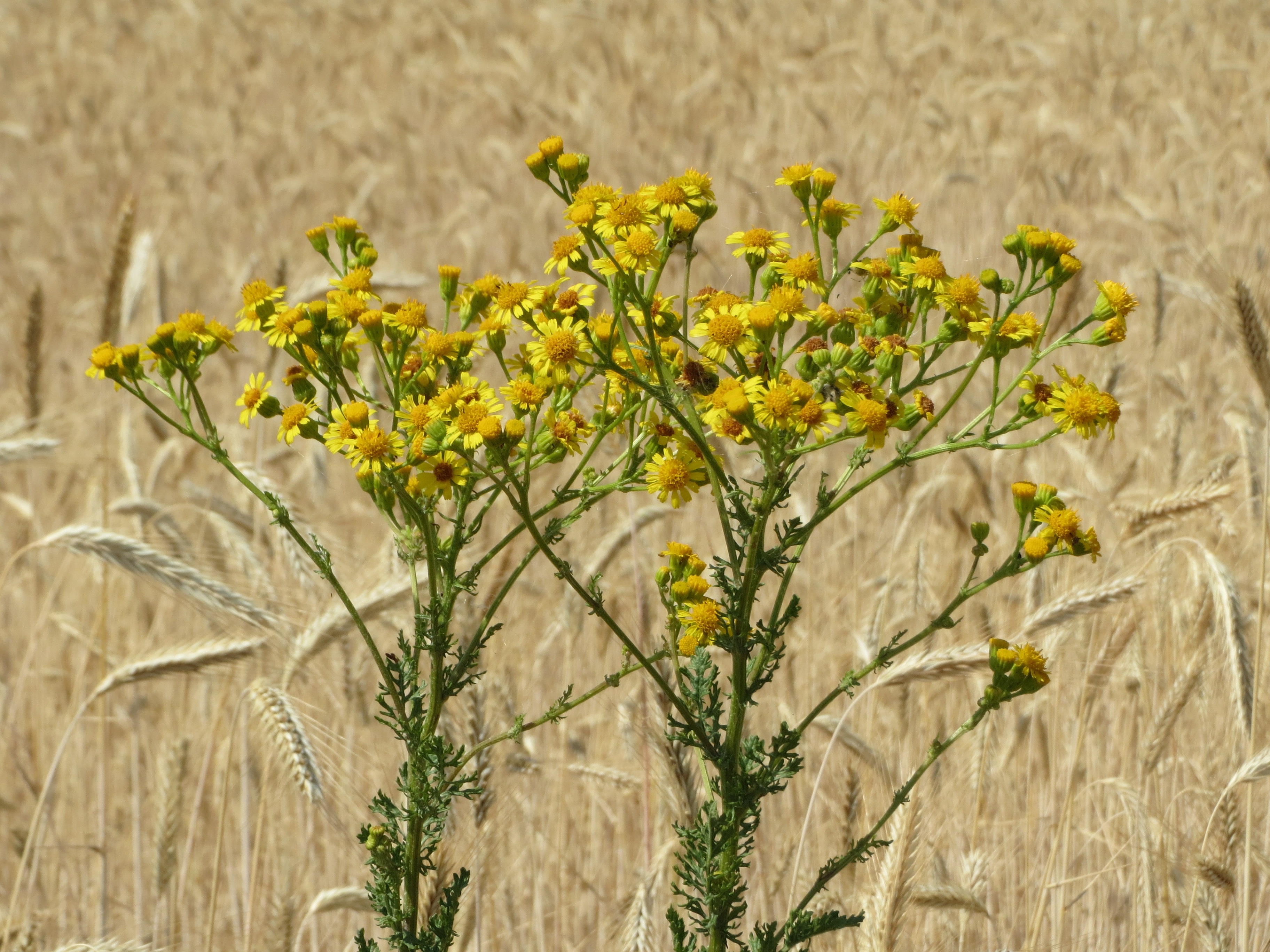 ragwort, st james-wort, ragweed, tansy ragwort, plant, freshness, mares fart, plant stem, flowering plant, common ragwort, field, stammerwort, staggerwort, HD Wallpaper