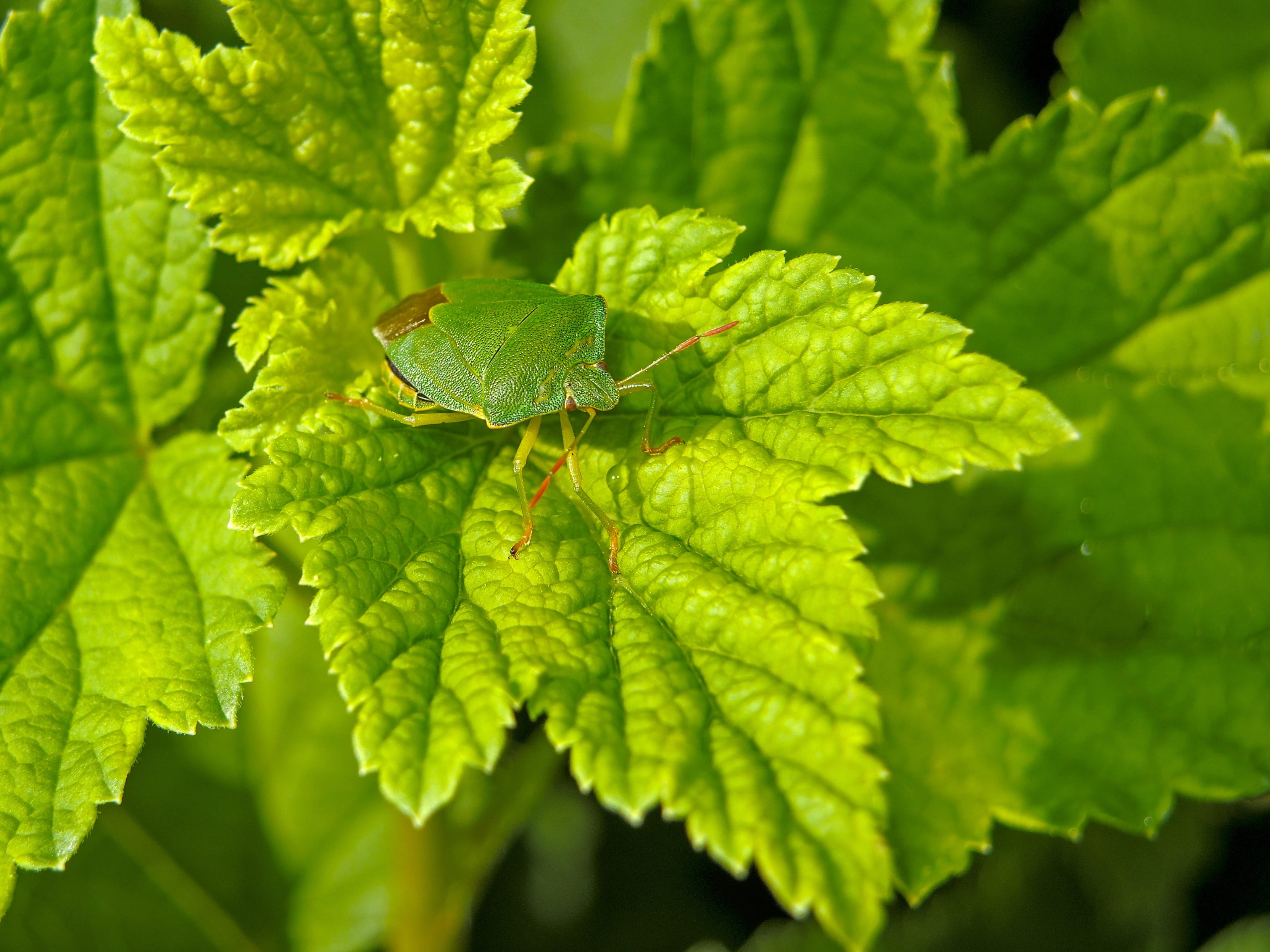 summer, 2K, animal wildlife, outdoors, stink bug, nature, animal, focus on foreground, leaves, animal themes, leaf vein, leaf, insect, day, green, plant part, HD Wallpaper