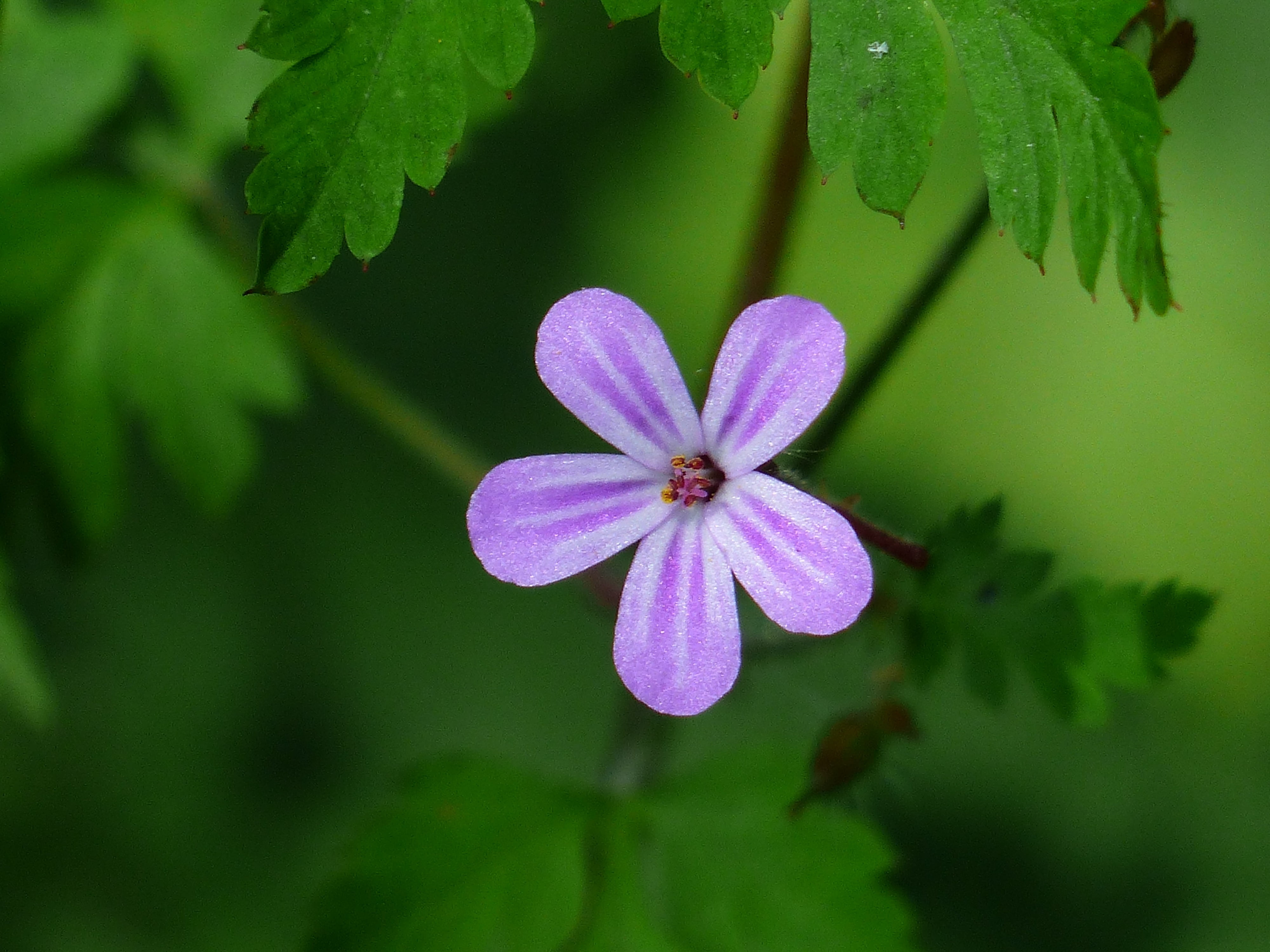no people, plant, blossom, petal, bloom, pointed flower, geranium robertianum, flower head, vulnerability, stinking cranesbill, outdoors, ruprecht herb, HD Wallpaper