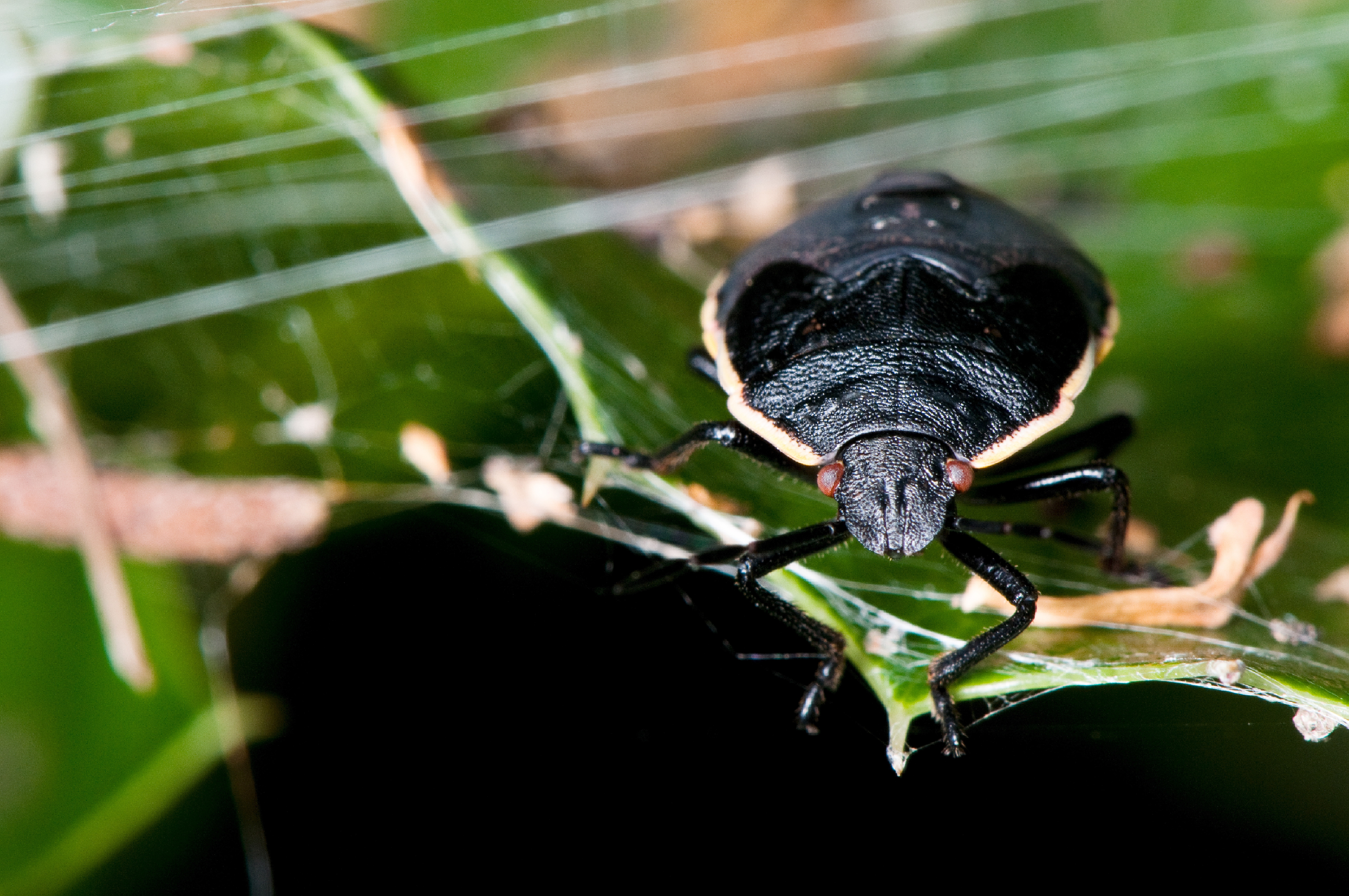 Animal, Stink Bug, 8K, HD Wallpaper