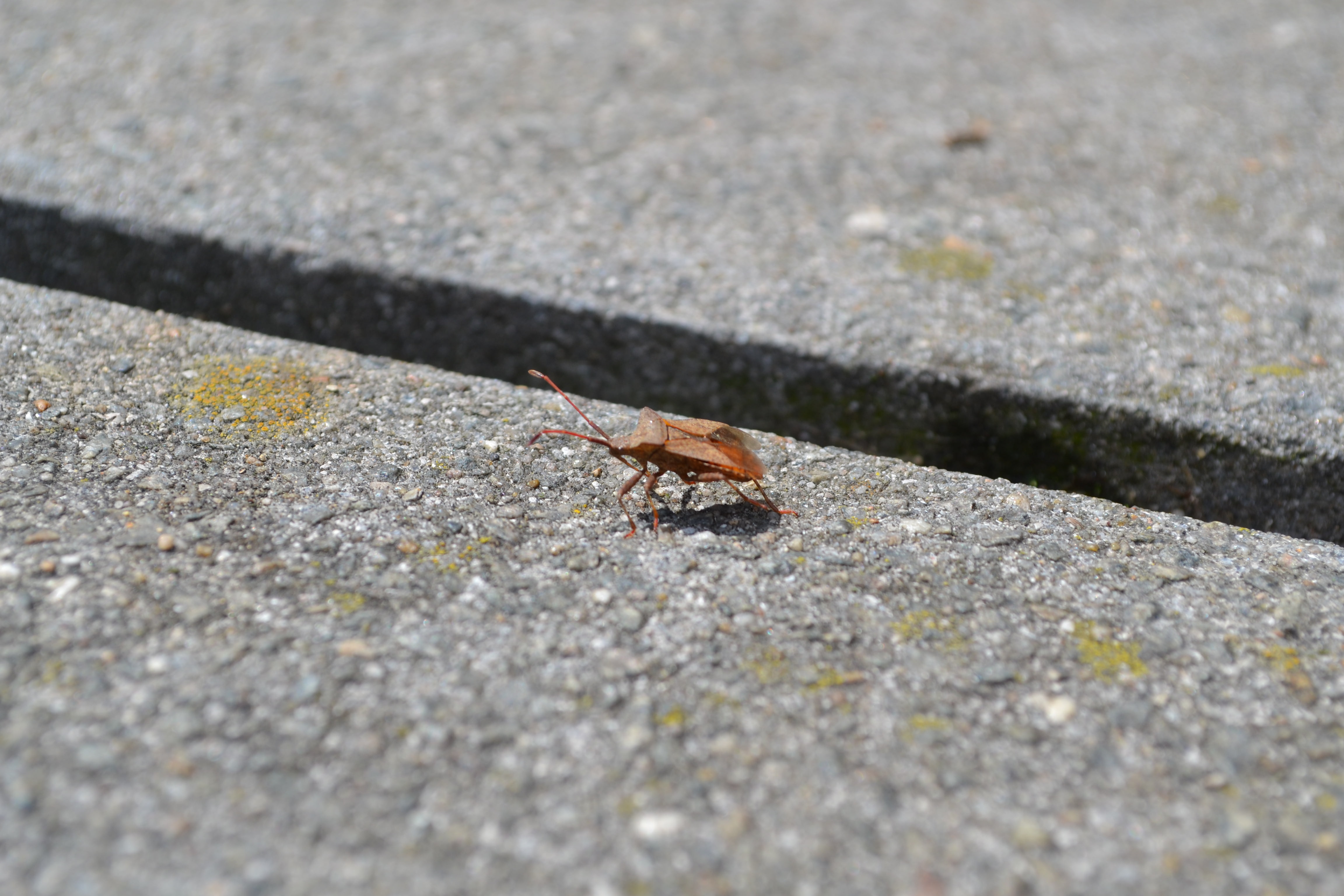 4K, Stink Bug, Animal, HD Wallpaper