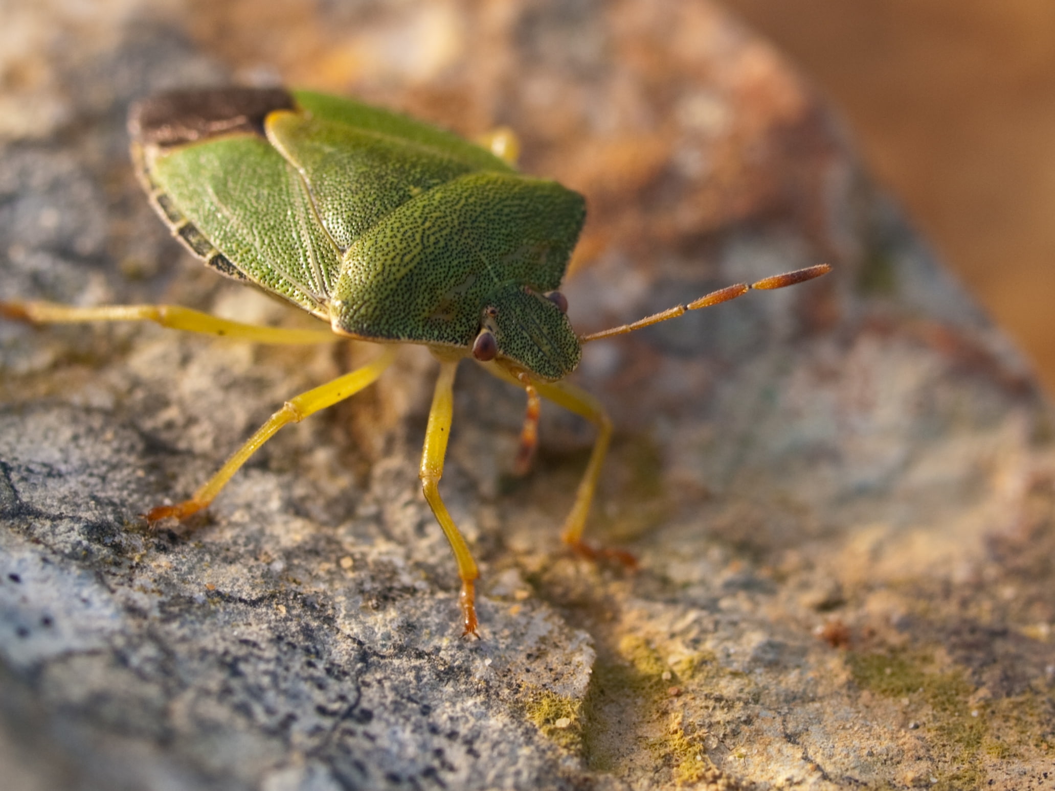 nature, stink, insects, bugs, x, close-up, closeup, shield, bug, hd, 1080P, art, macro, animals, HD Wallpaper