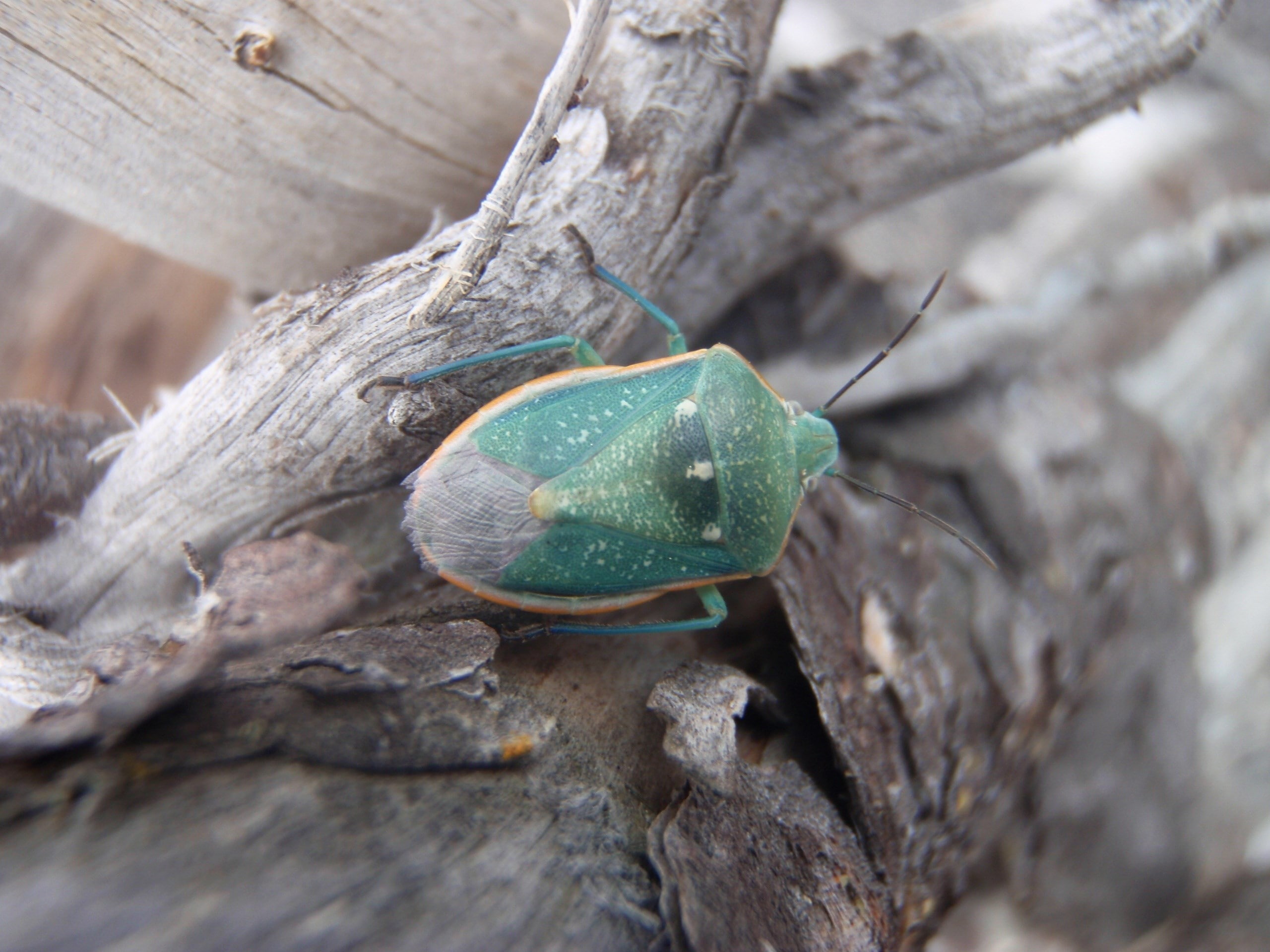 plant, animal, outdoors, 2K, textured, no people, tree, selective focus, focus on foreground, animal wildlife, tree trunk, stink bug, trunk, day, rock, HD Wallpaper