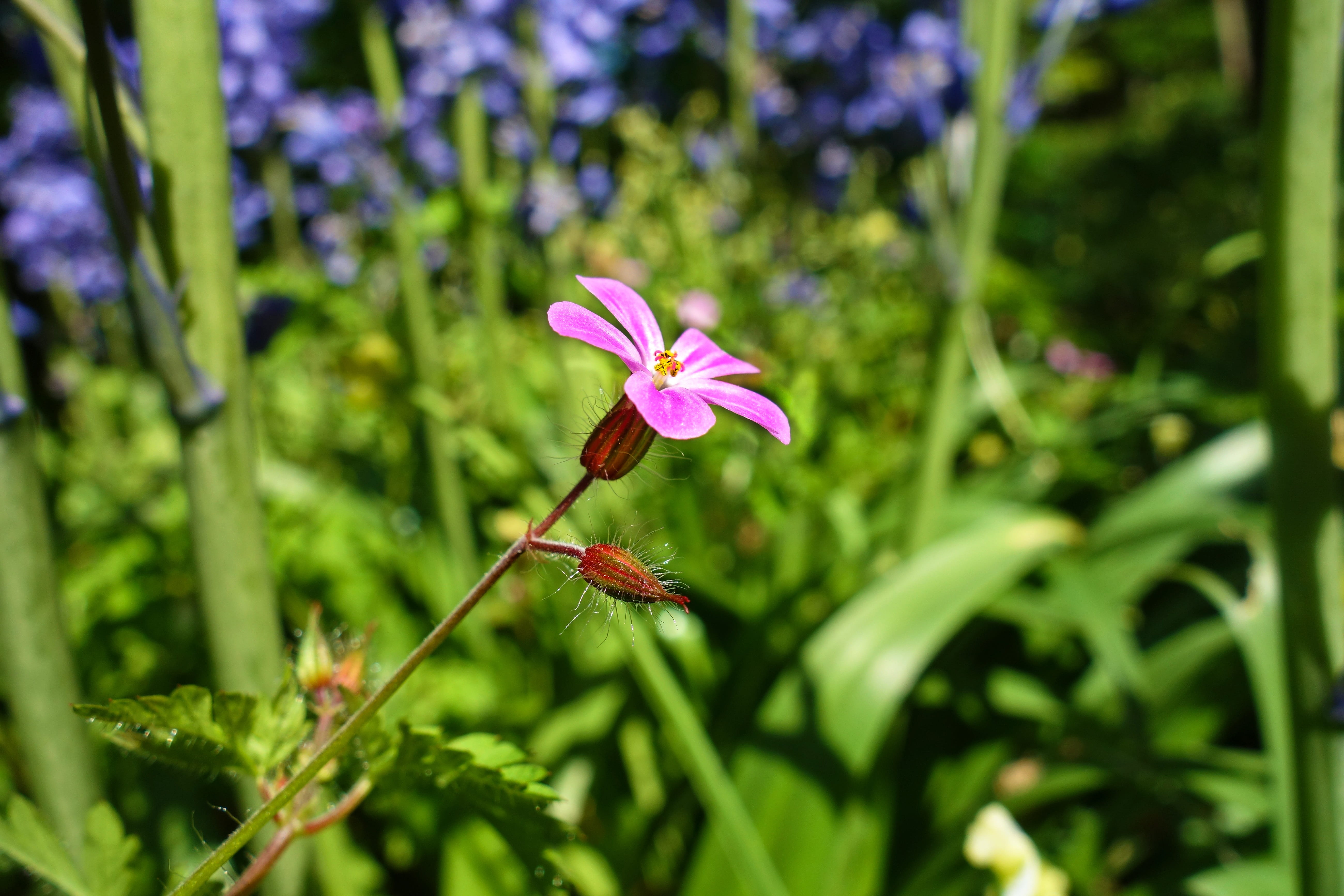 geranium robertianum, vulnerability, death come quickly, stinking bob, toothache, purple, mosquito repellent, animal themes, pollination, leaf, nature, HD Wallpaper