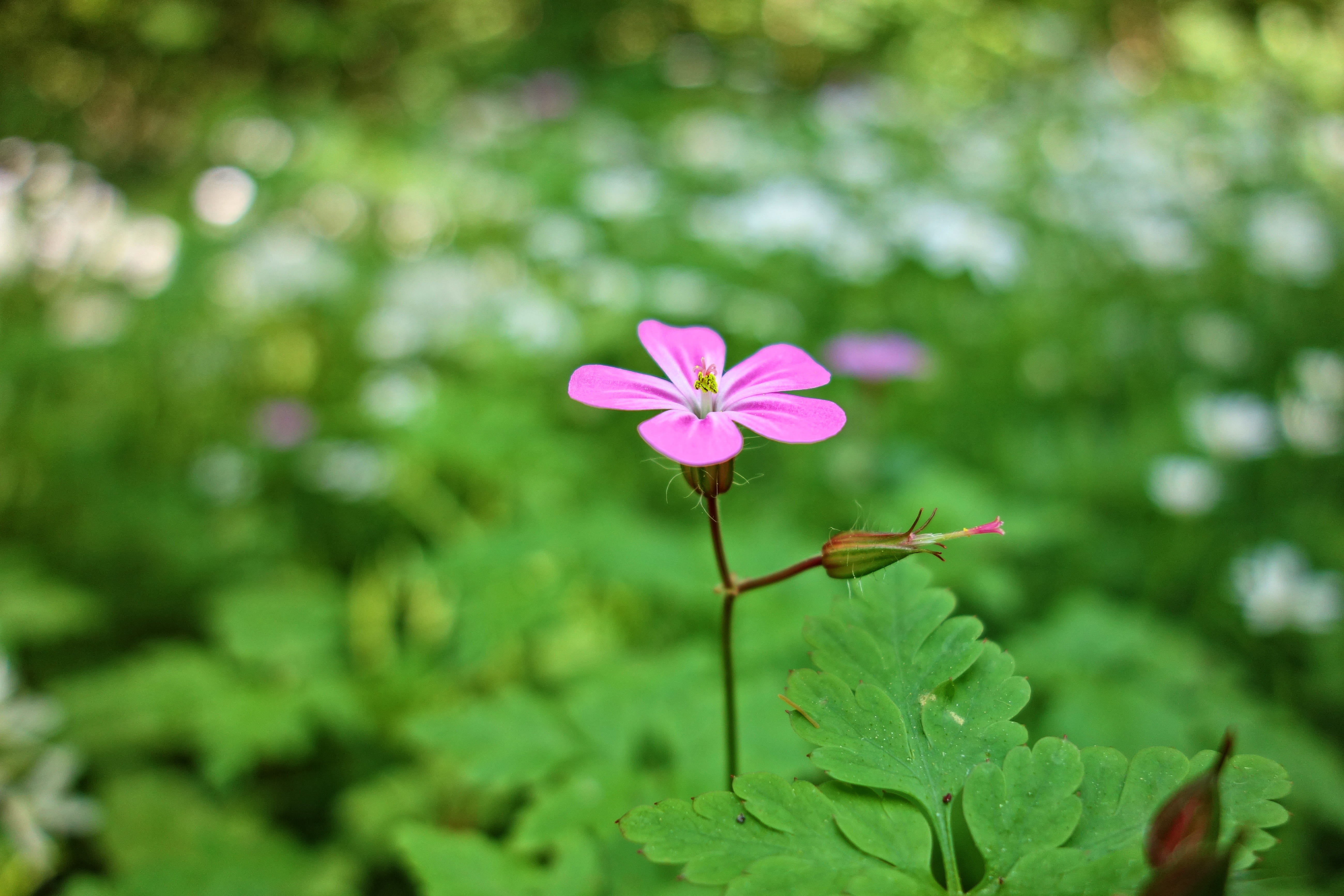 vulnerability, fox geranium, death come quickly, fragility, storksbill, cranesbill, healing, petal, leaf, nature, flowering plant, fertility, purple, stinking bob, HD Wallpaper