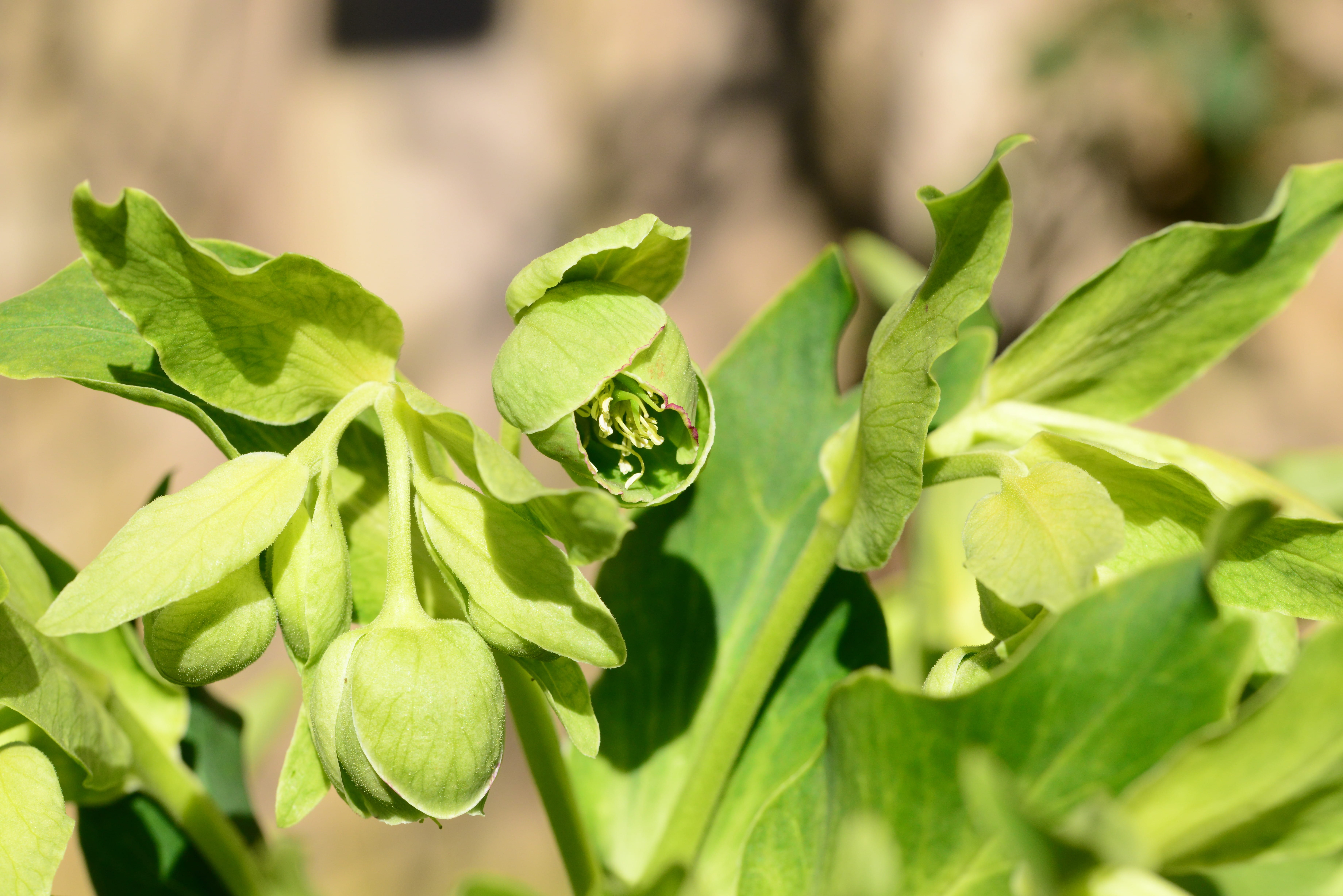 plant part, stinking hellebore, nature, mint leaf - culinary, growth, leaf, green, detail, wild, beauty in nature, leaves, vegetable, focus on foreground, HD Wallpaper