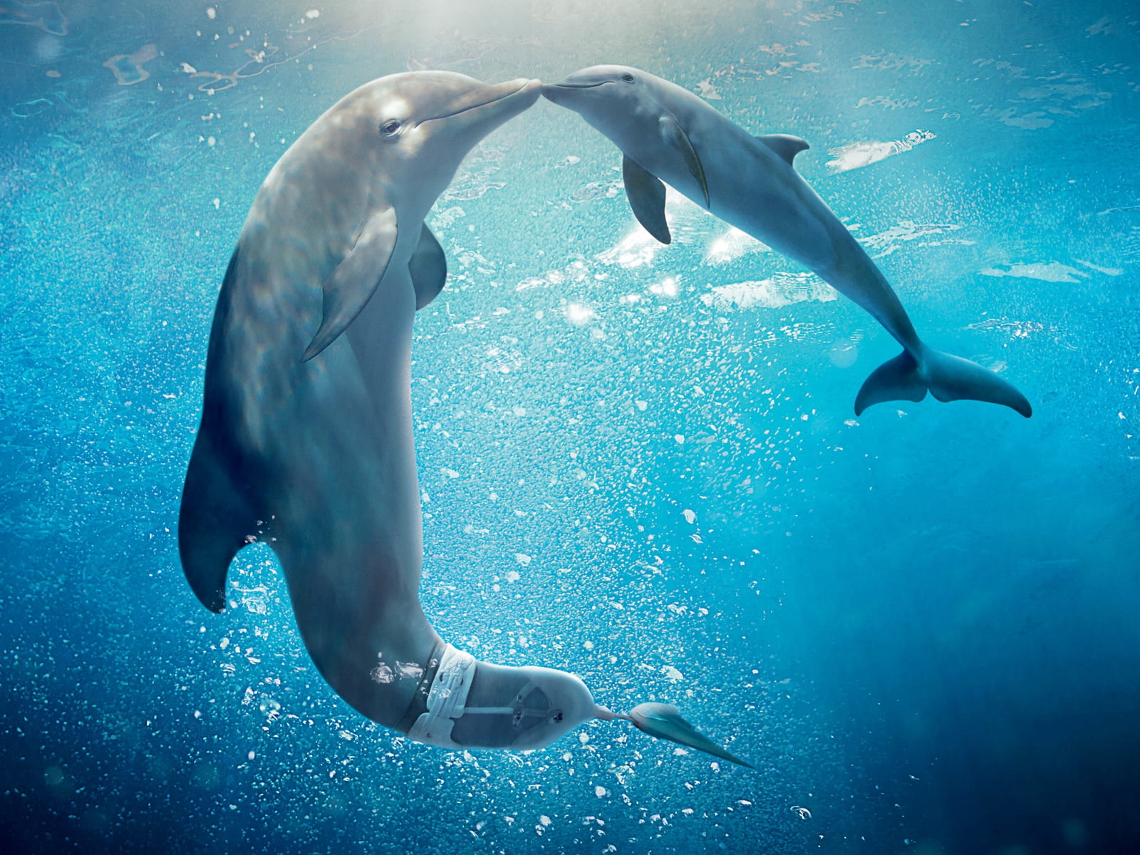 two, sea, morgan freeman, group of animals, undersea, animal, animal themes, summer, people, deep, wildlife, one person, dolphin tale 2, outdoors, marine, HD Wallpaper