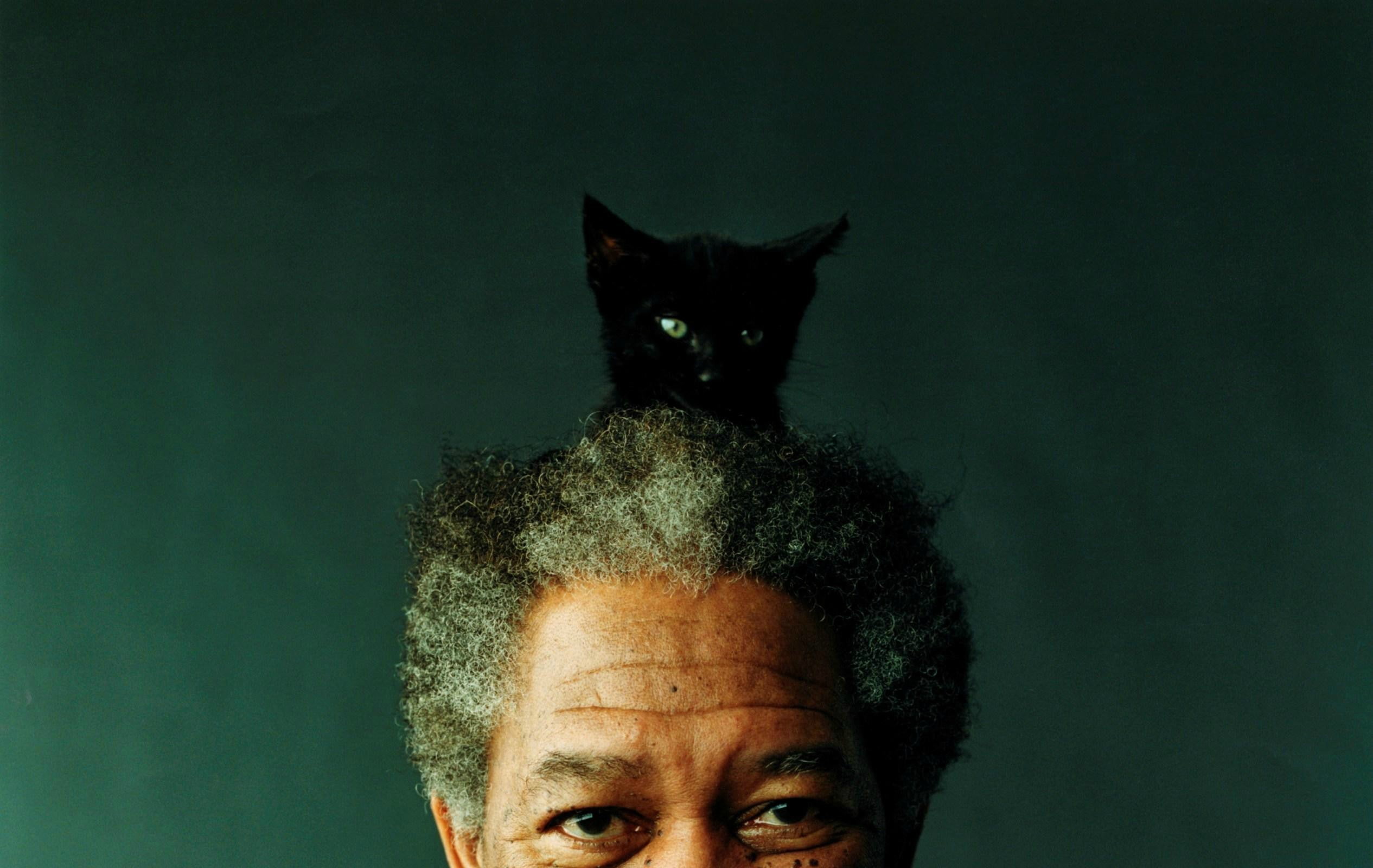 freeman, 1080P, actors, people, art, hd, x, morgan, cats, HD Wallpaper