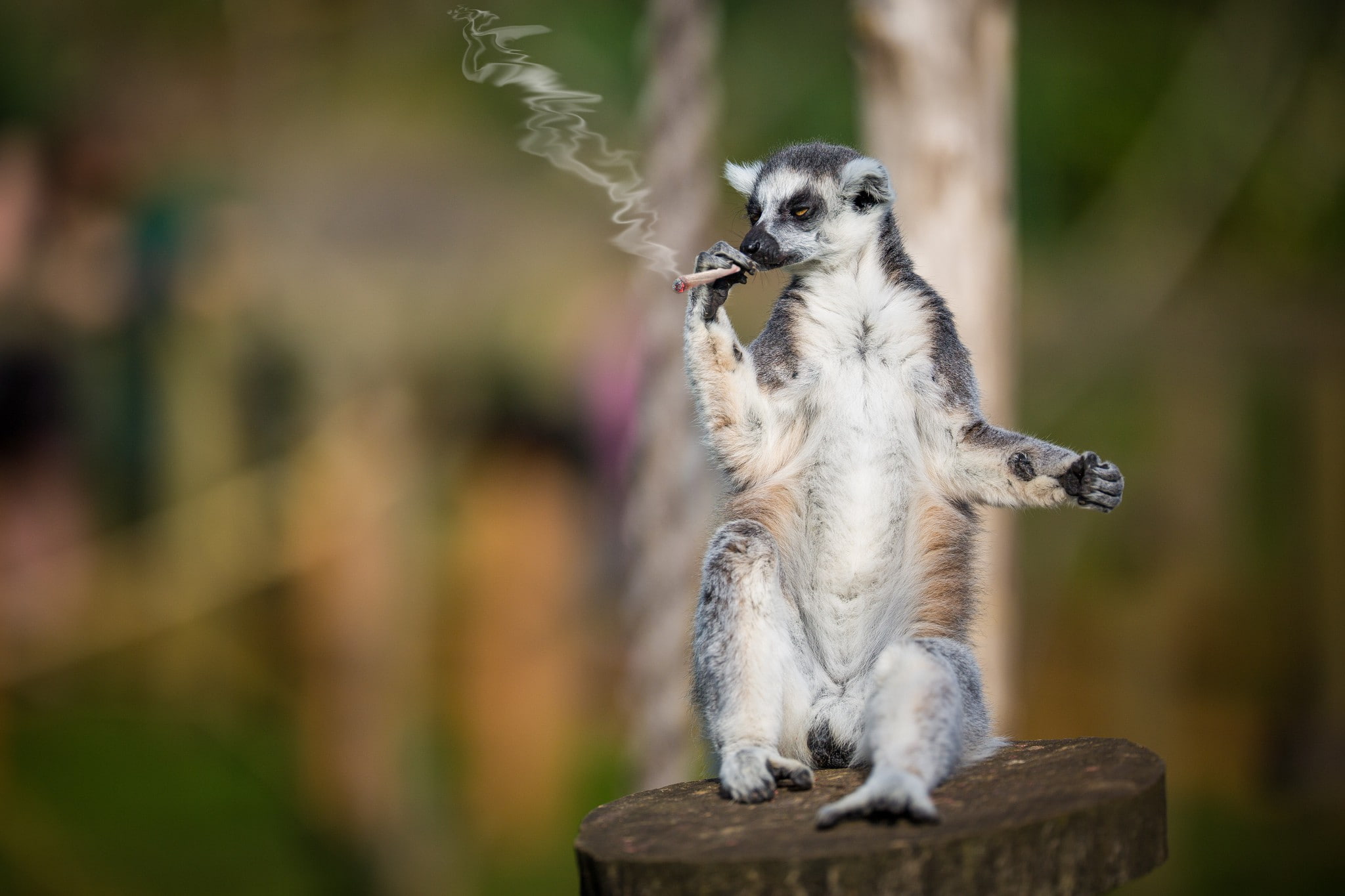 smoker, hand-rolled cigarette, 1080P, lemur, HD Wallpaper