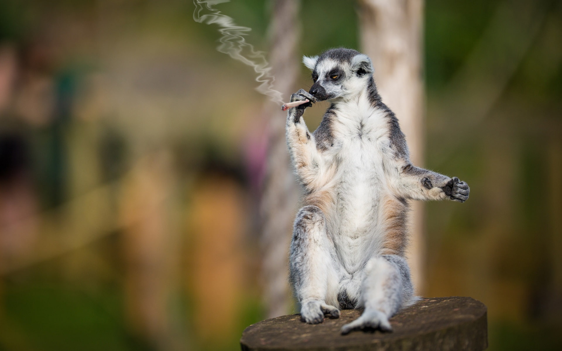 Cigarette, Animals, Lemur, 1080P, Smoker, HD Wallpaper