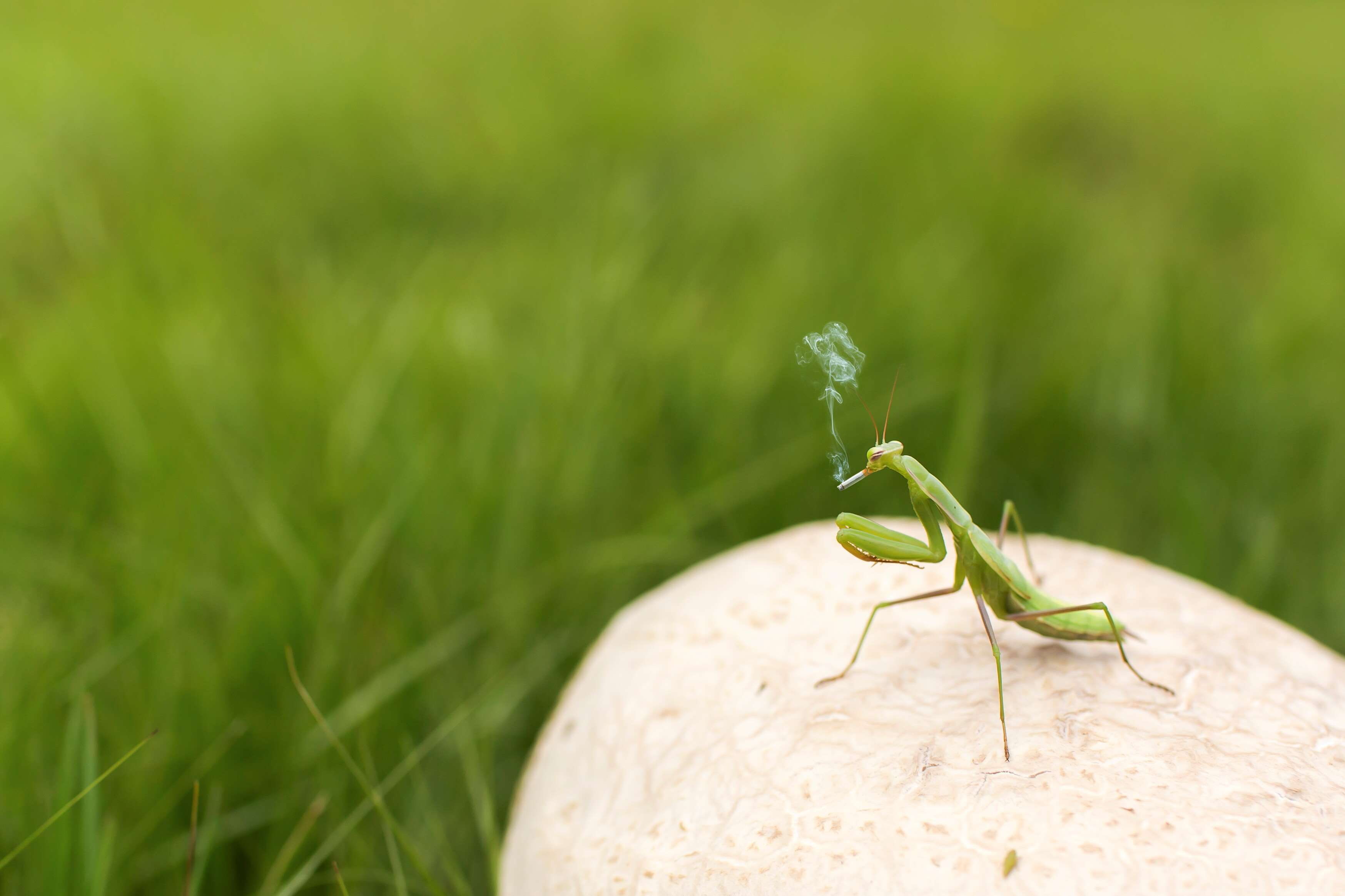 animal, close-up, green color, plant, animal body part, animal wildlife, day, one animal, field, praying mantis, joke, invertebrate, grass, smoker, funny, HD Wallpaper