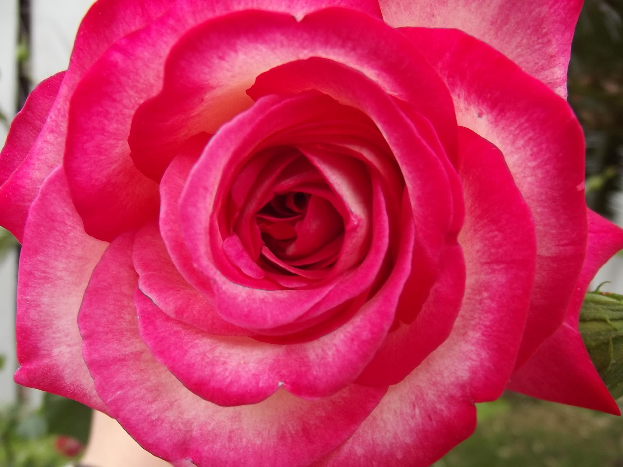 gentle, grandma, rose, wonderful, kind, dedicated, caring, mother, person, loving, 1080P, beautiful, nature and landscapes, warm, HD Wallpaper