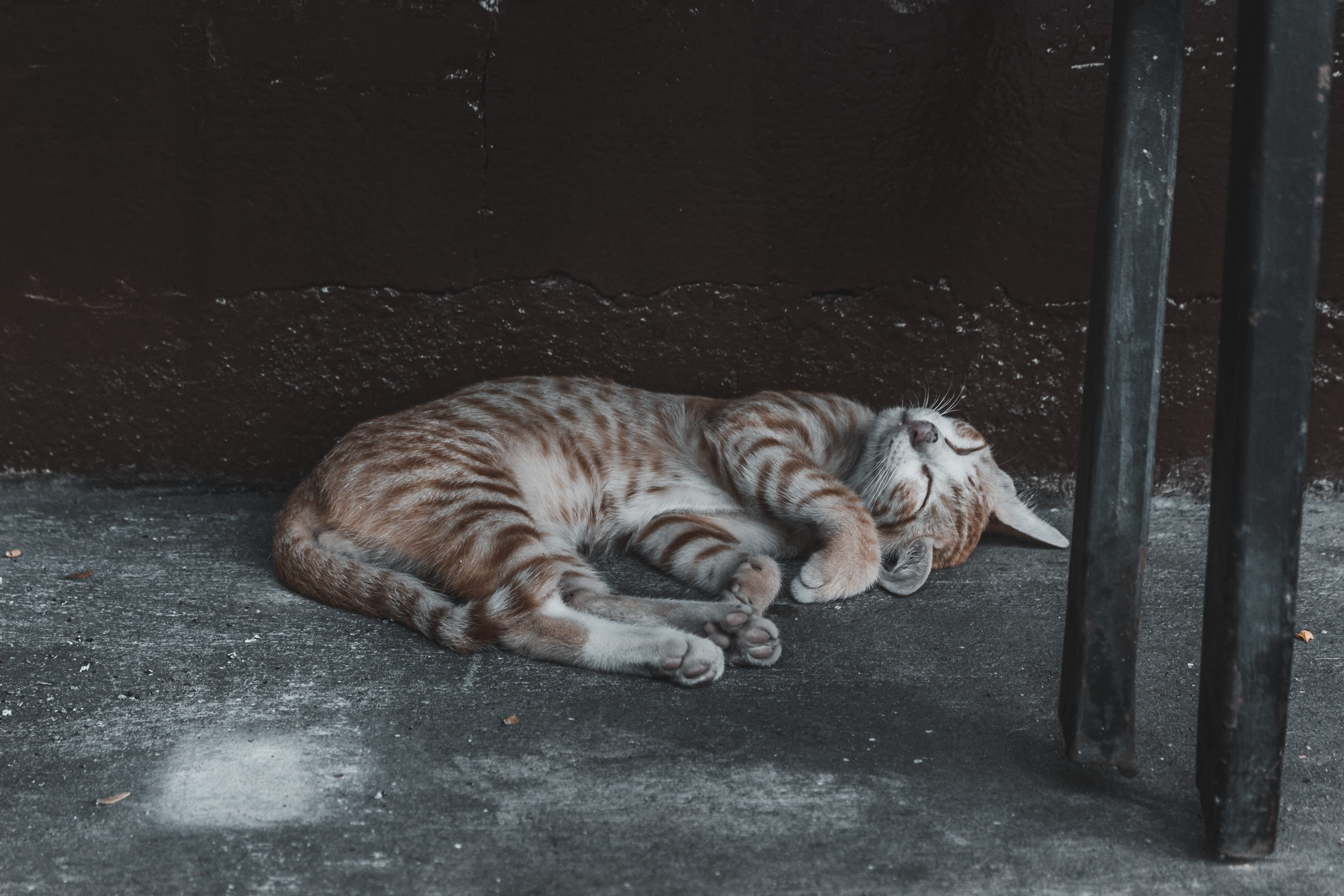 adorable, relaxation, tiger, stripe, domestic animals, sleep, pets, resting, tabby, animal themes, whisker, cat, sleeping, cute, bodega bangkok party hostel, HD Wallpaper