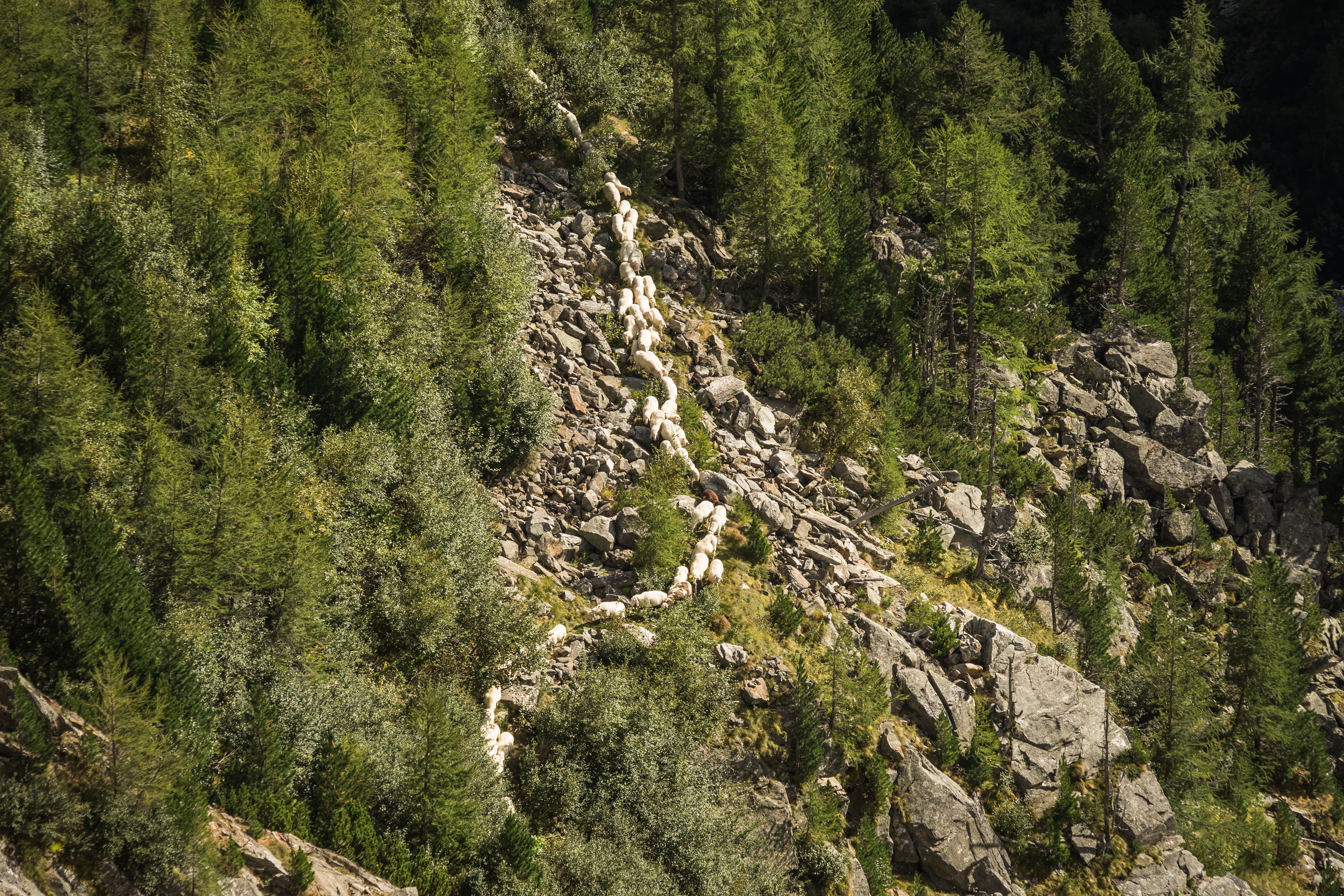 forest, landscape, plant, animal wildlife, sheeps, scenics - nature, rocks, tranquility, green, beauty in nature, Austrian, scenics, nature, Flock, no People, HD Wallpaper