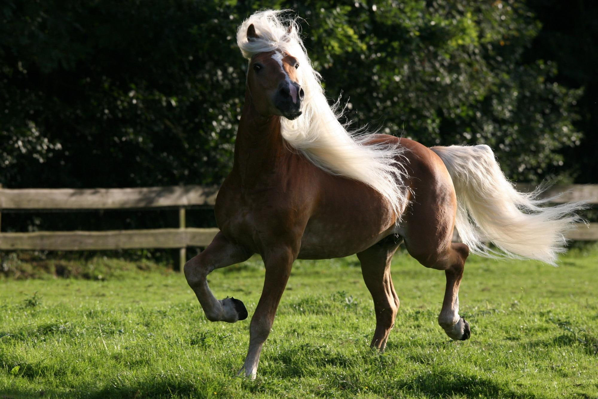 animals, brown, 1080P, austria, horses, haflinger, austrian horse, horse, HD Wallpaper