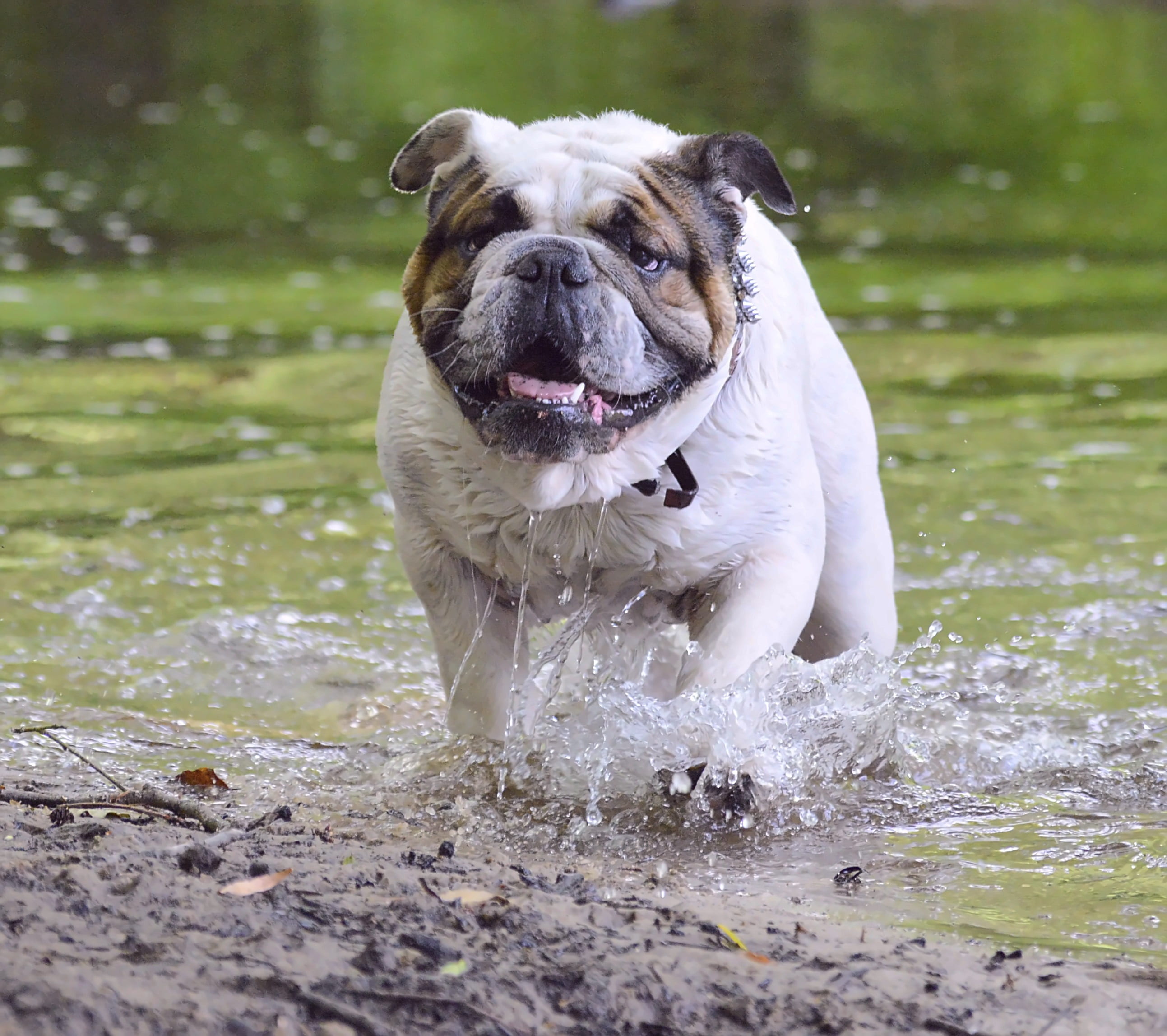 focus, english bulldog, focus on foreground, domestic animals, day, water, bulldog, loyalty, expensive, attention, canine, photo, nature, animal, portrait, HD Wallpaper