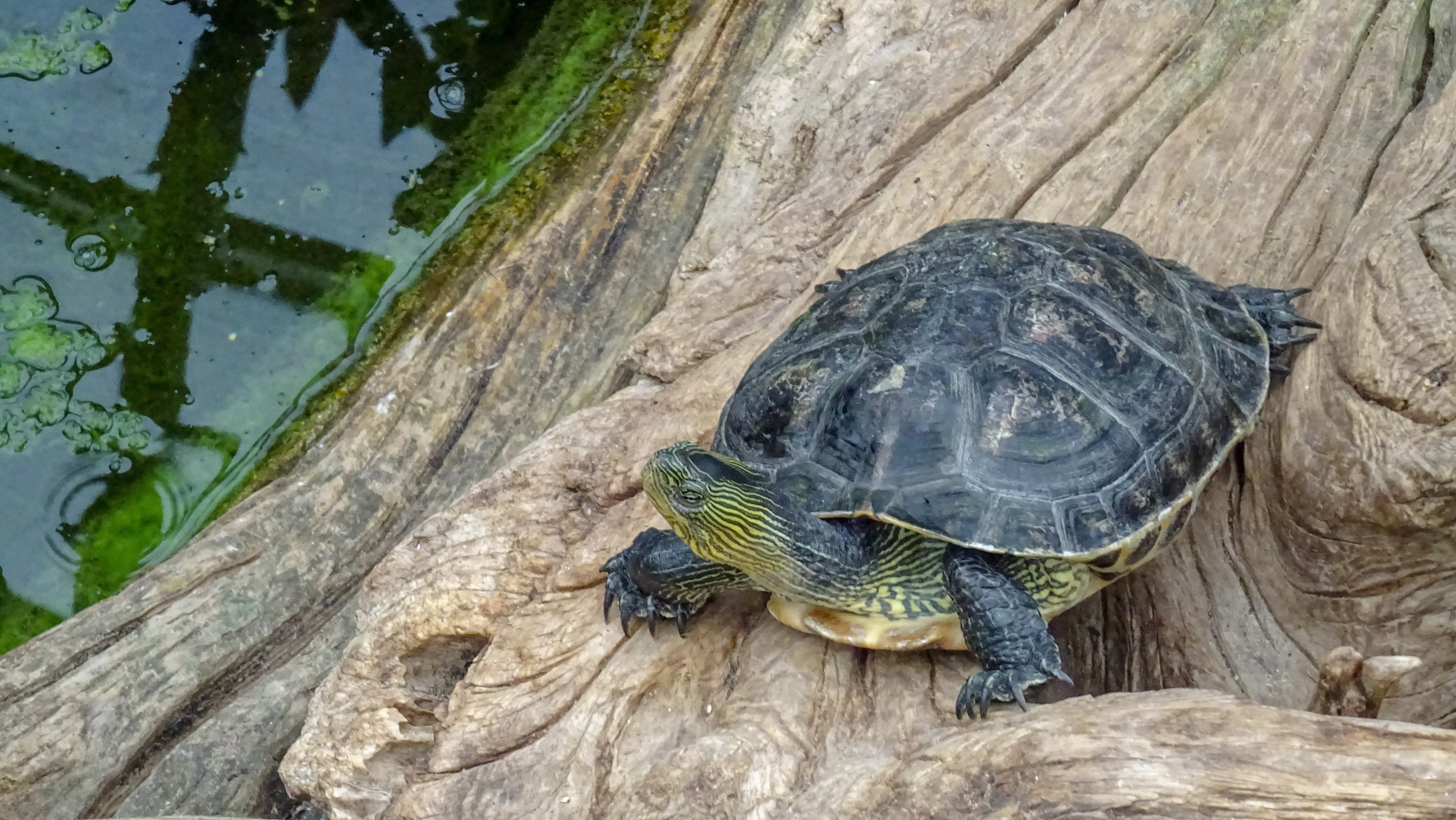 animal themes, animal, lake, one animal, wood - material, reptile, freude, tree, shell, close-up, day, animal shell, 5K, turtle, insane, wild, no people, HD Wallpaper